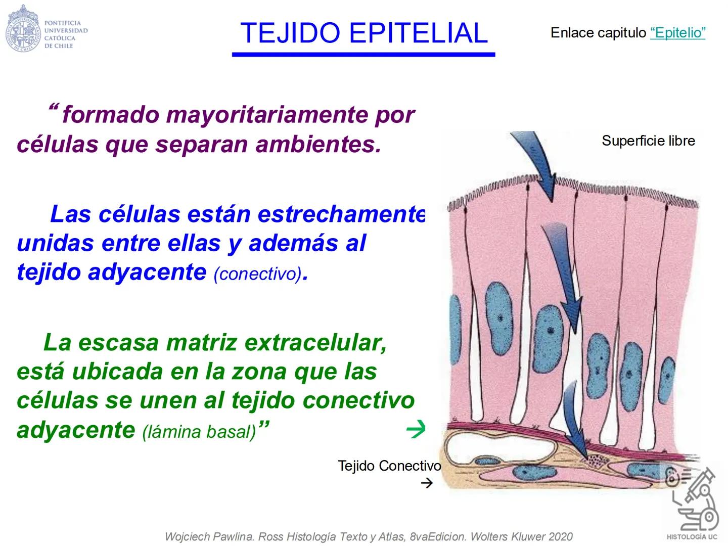 PONTIFICIA
UNIVERSIDAD
CATÓLICA
DE CHILE
HISTOLOGÍA-EMBRIOLOGÍA
VET-0100
TEJIDOS EPITELIALES
Departamento de Anatomía UC
Prof. MSc. Jovi