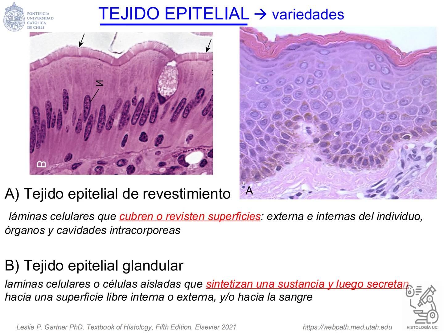 PONTIFICIA
UNIVERSIDAD
CATÓLICA
DE CHILE
HISTOLOGÍA-EMBRIOLOGÍA
VET-0100
TEJIDOS EPITELIALES
Departamento de Anatomía UC
Prof. MSc. Jovi
