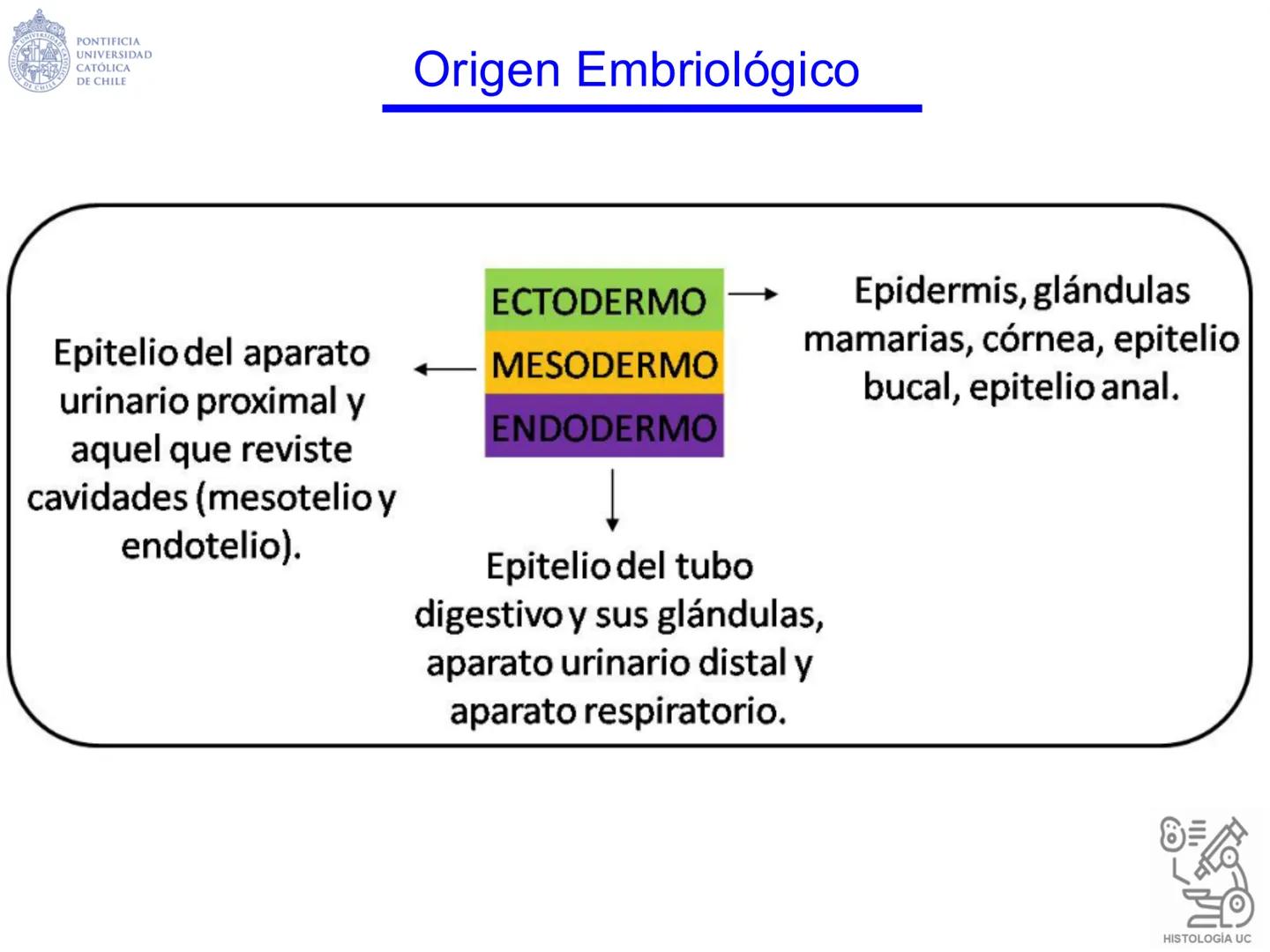 PONTIFICIA
UNIVERSIDAD
CATÓLICA
DE CHILE
HISTOLOGÍA-EMBRIOLOGÍA
VET-0100
TEJIDOS EPITELIALES
Departamento de Anatomía UC
Prof. MSc. Jovi