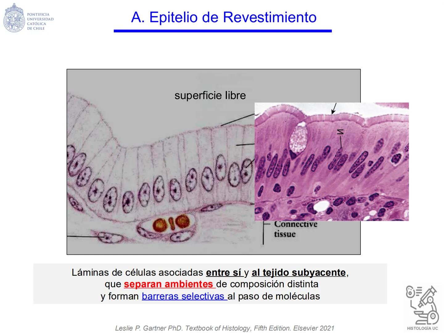 PONTIFICIA
UNIVERSIDAD
CATÓLICA
DE CHILE
HISTOLOGÍA-EMBRIOLOGÍA
VET-0100
TEJIDOS EPITELIALES
Departamento de Anatomía UC
Prof. MSc. Jovi