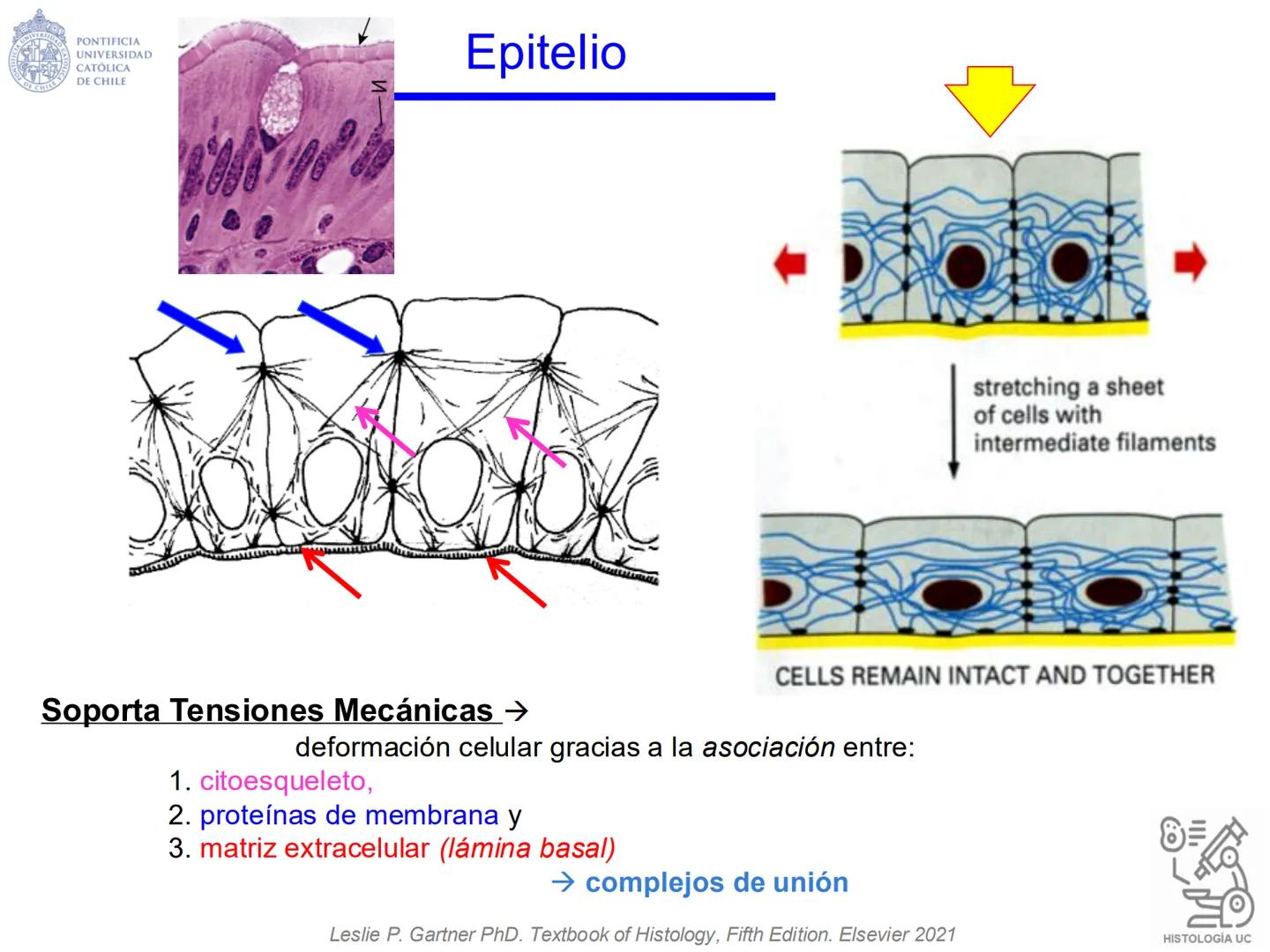 PONTIFICIA
UNIVERSIDAD
CATÓLICA
DE CHILE
HISTOLOGÍA-EMBRIOLOGÍA
VET-0100
TEJIDOS EPITELIALES
Departamento de Anatomía UC
Prof. MSc. Jovi