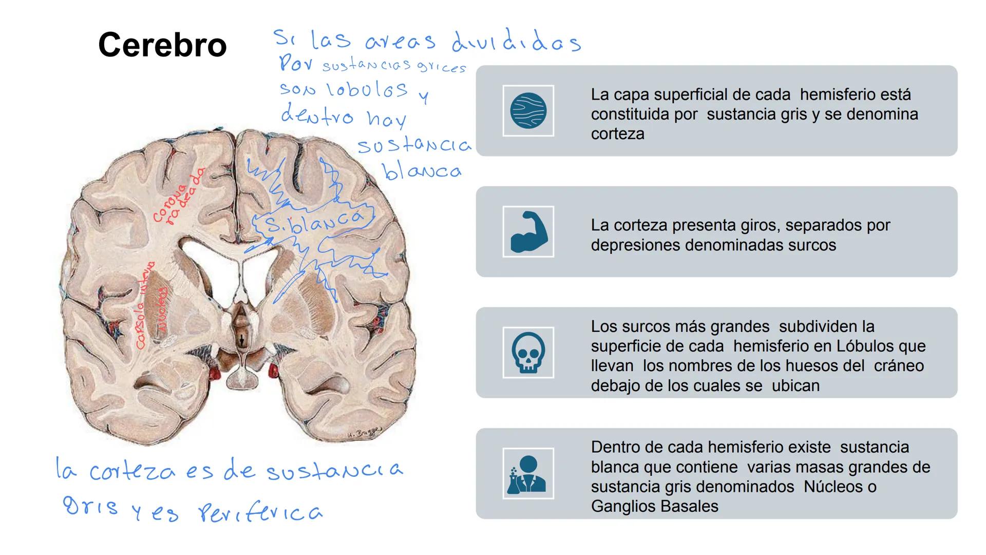 E
Universidad
Central
Facultad de Medicina
y Ciencias de la Salud
Neuroanatomía:
Encéfalo
configuración
interna y externa
Equipo Anatomía
