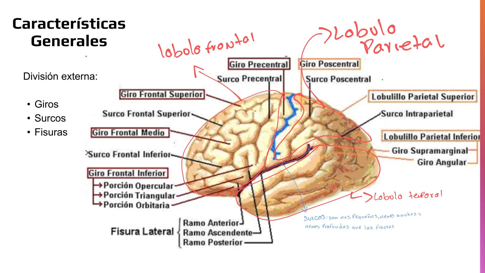 E
Universidad
Central
Facultad de Medicina
y Ciencias de la Salud
Neuroanatomía:
Encéfalo
configuración
interna y externa
Equipo Anatomía
