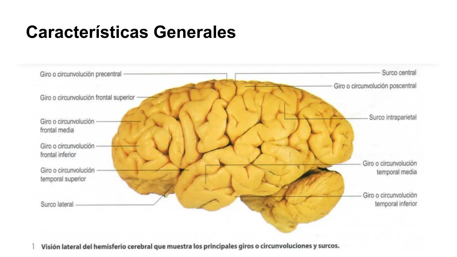 E
Universidad
Central
Facultad de Medicina
y Ciencias de la Salud
Neuroanatomía:
Encéfalo
configuración
interna y externa
Equipo Anatomía
