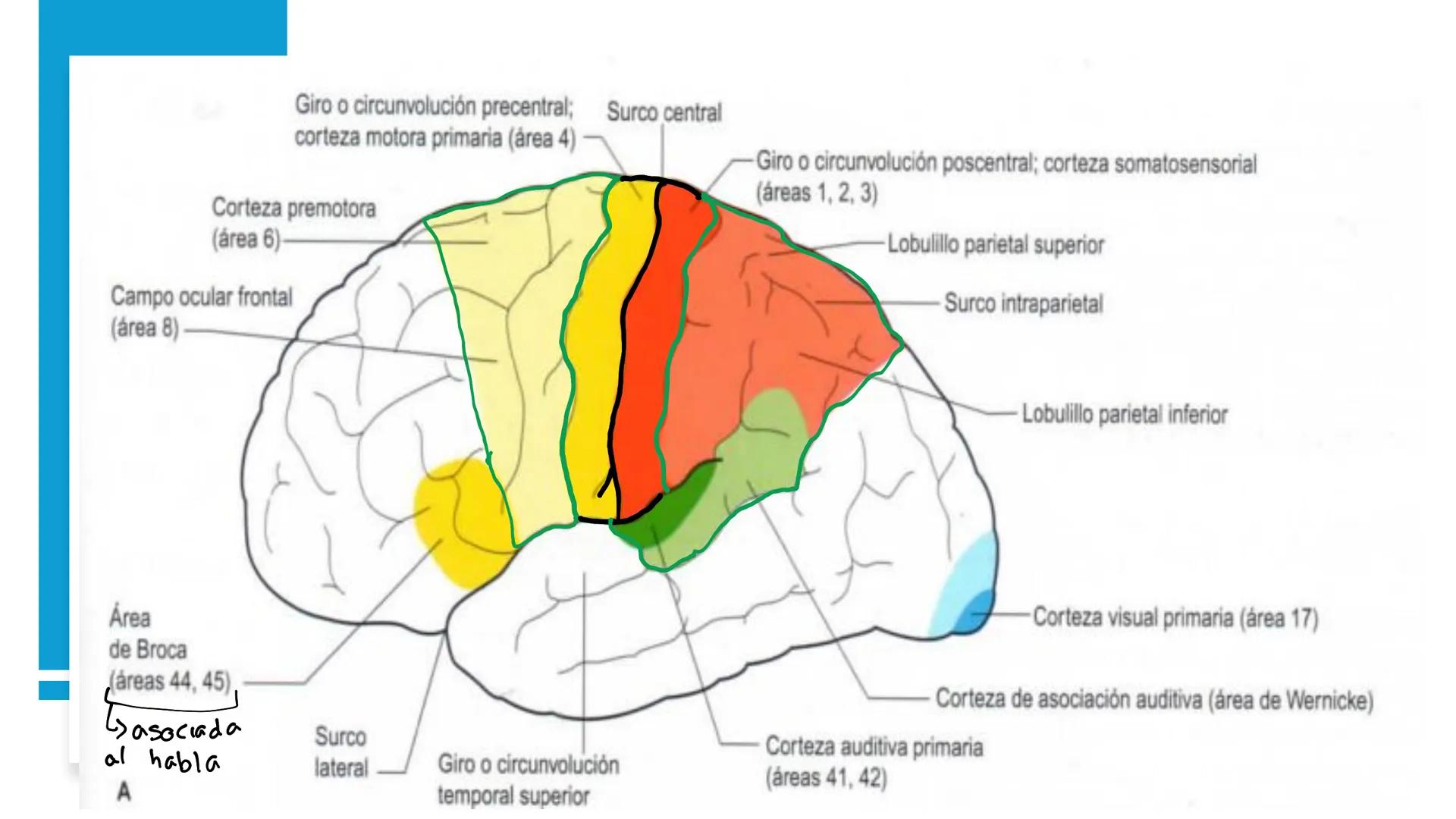 E
Universidad
Central
Facultad de Medicina
y Ciencias de la Salud
Neuroanatomía:
Encéfalo
configuración
interna y externa
Equipo Anatomía