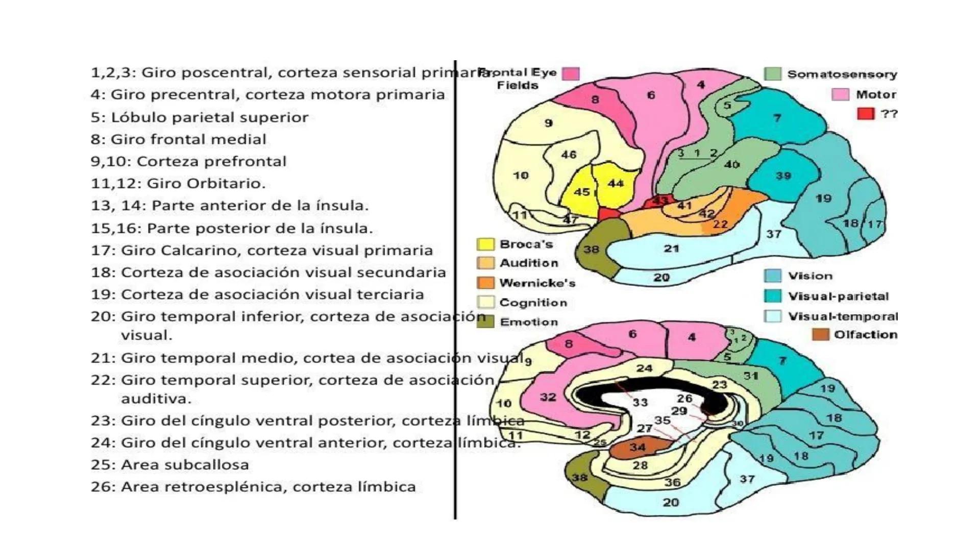 E
Universidad
Central
Facultad de Medicina
y Ciencias de la Salud
Neuroanatomía:
Encéfalo
configuración
interna y externa
Equipo Anatomía