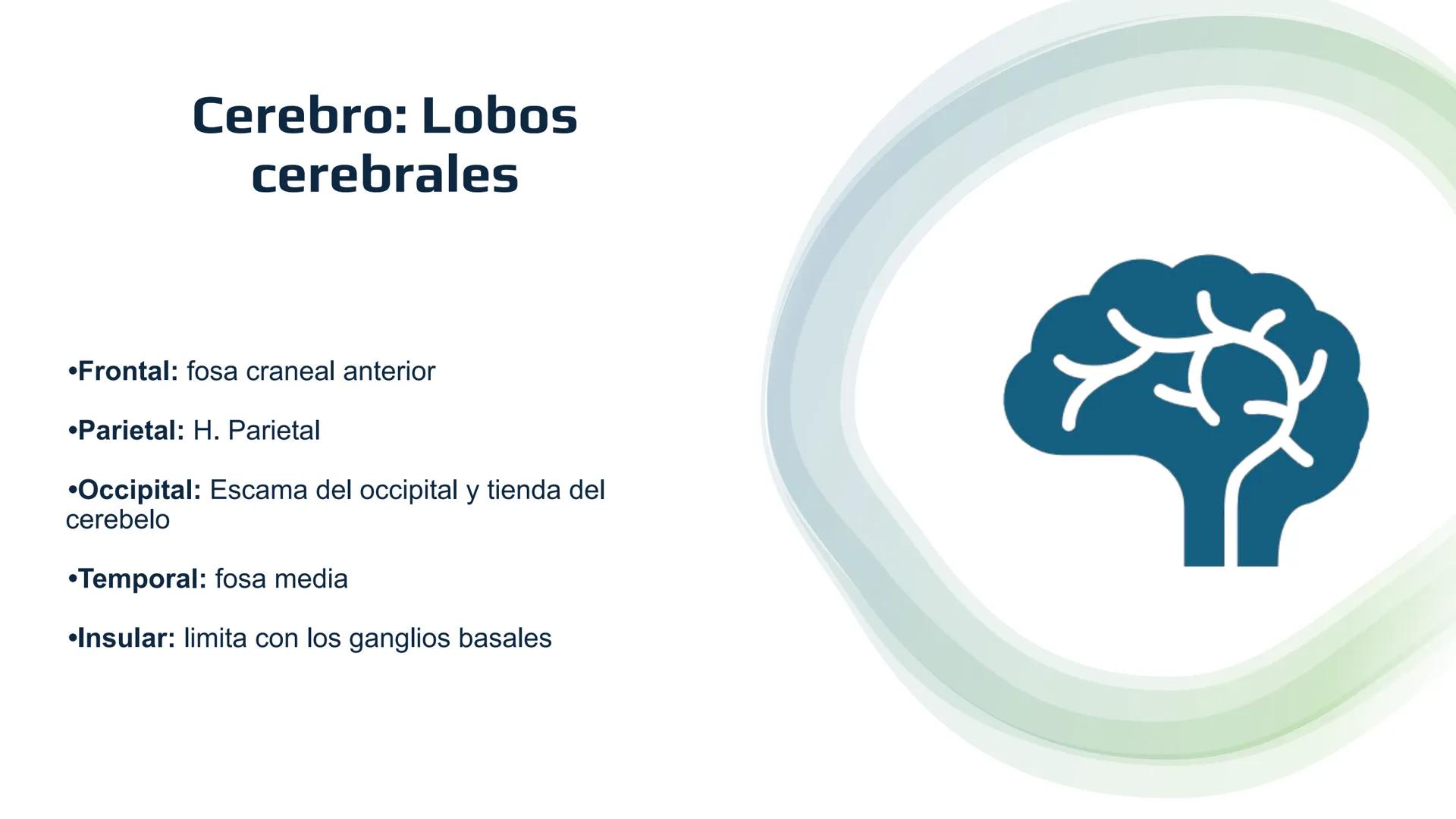 E
Universidad
Central
Facultad de Medicina
y Ciencias de la Salud
Neuroanatomía:
Encéfalo
configuración
interna y externa
Equipo Anatomía