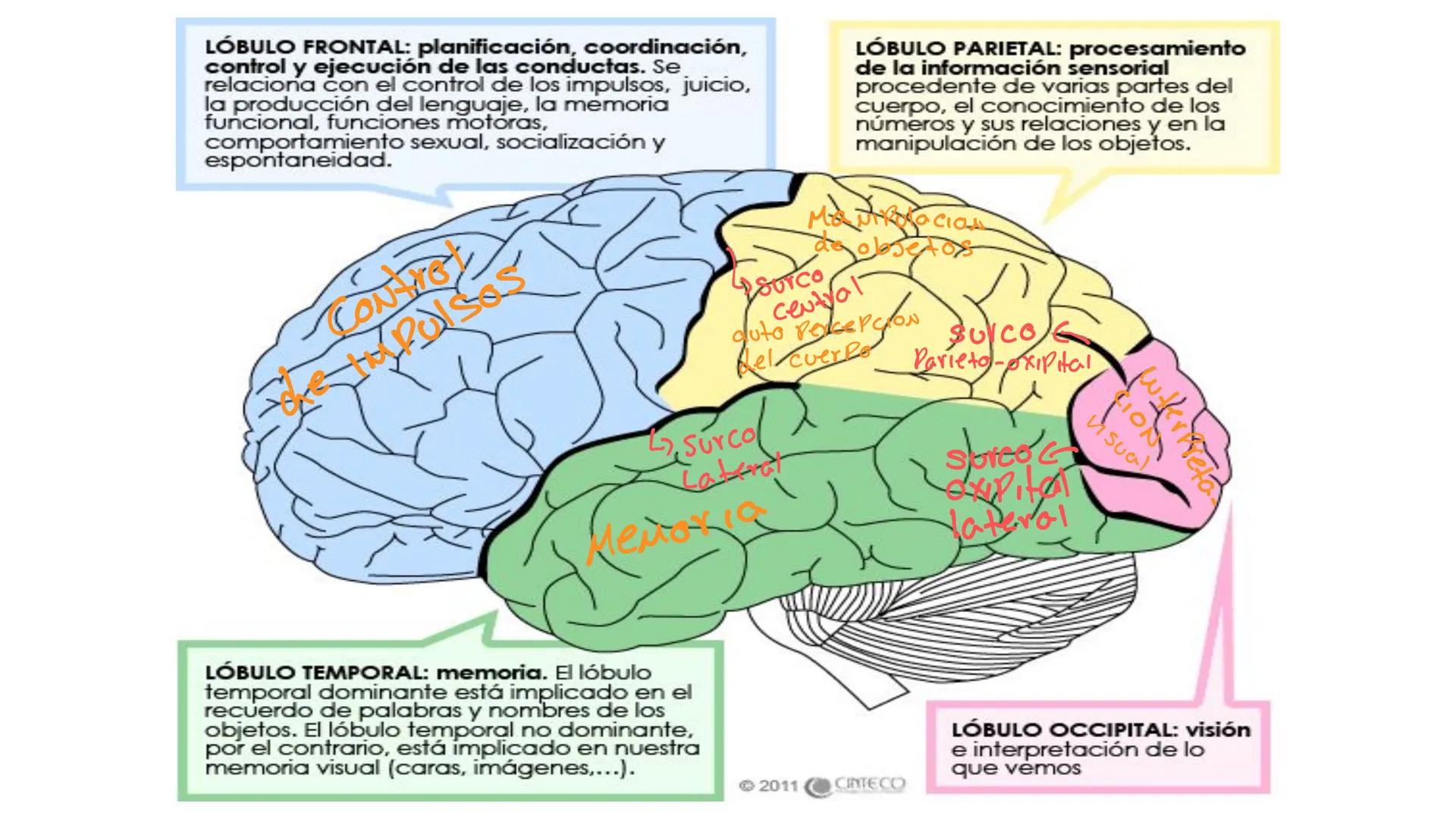 E
Universidad
Central
Facultad de Medicina
y Ciencias de la Salud
Neuroanatomía:
Encéfalo
configuración
interna y externa
Equipo Anatomía