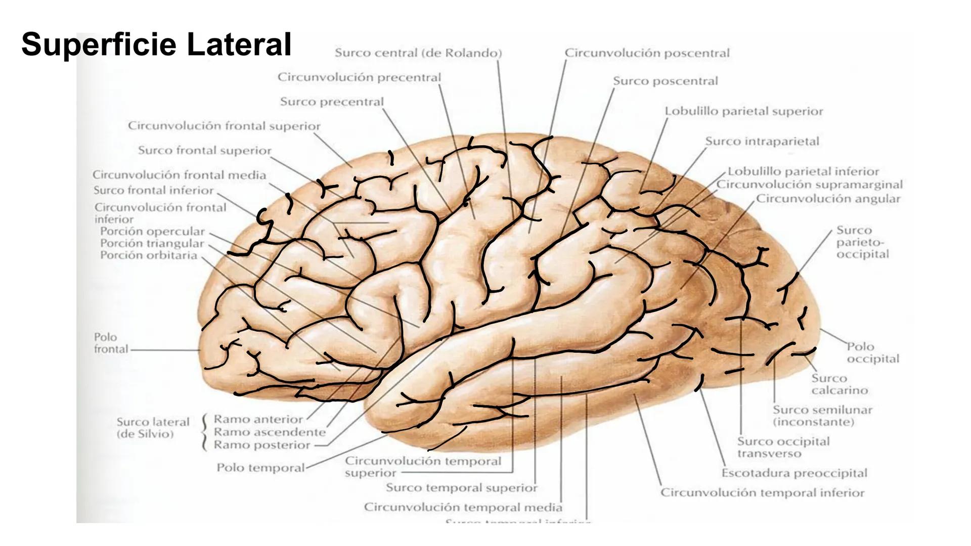 E
Universidad
Central
Facultad de Medicina
y Ciencias de la Salud
Neuroanatomía:
Encéfalo
configuración
interna y externa
Equipo Anatomía