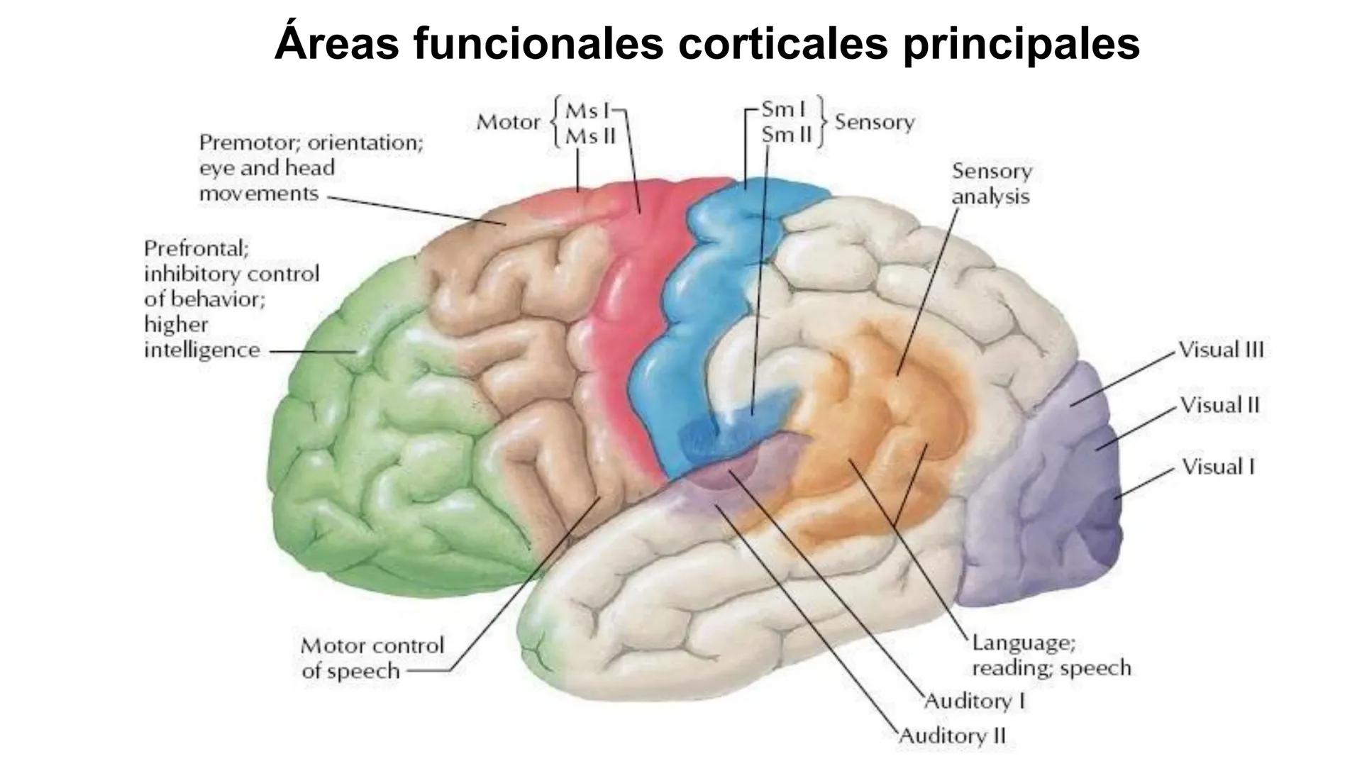 E
Universidad
Central
Facultad de Medicina
y Ciencias de la Salud
Neuroanatomía:
Encéfalo
configuración
interna y externa
Equipo Anatomía