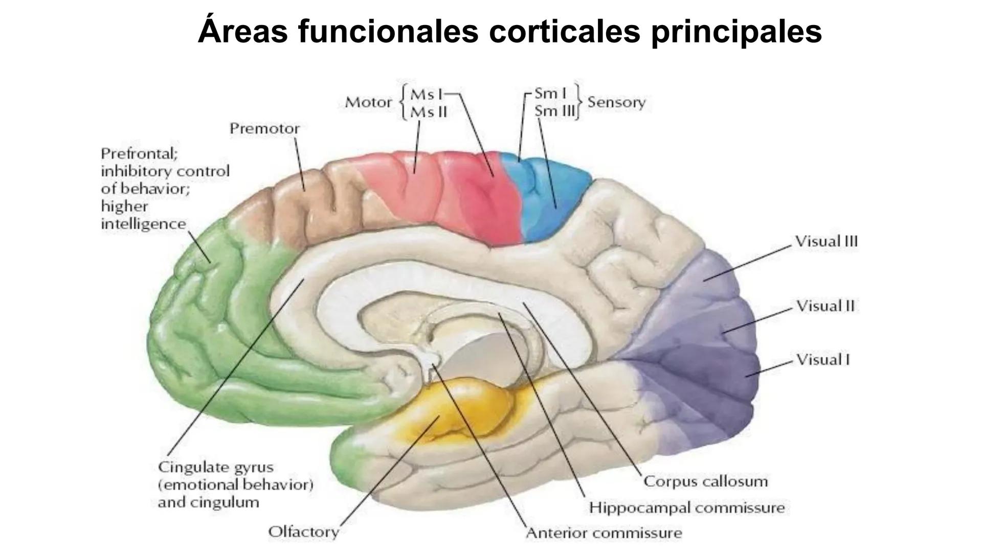 E
Universidad
Central
Facultad de Medicina
y Ciencias de la Salud
Neuroanatomía:
Encéfalo
configuración
interna y externa
Equipo Anatomía