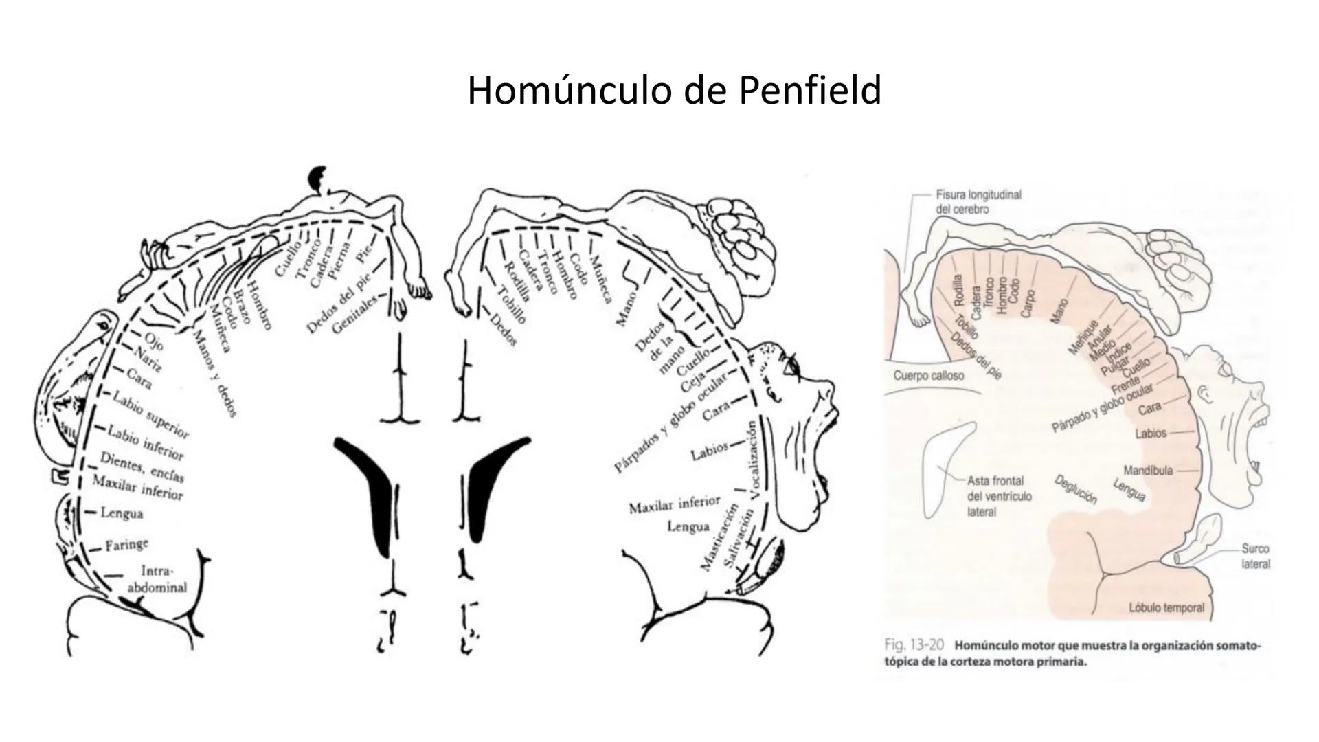 E
Universidad
Central
Facultad de Medicina
y Ciencias de la Salud
Neuroanatomía:
Encéfalo
configuración
interna y externa
Equipo Anatomía