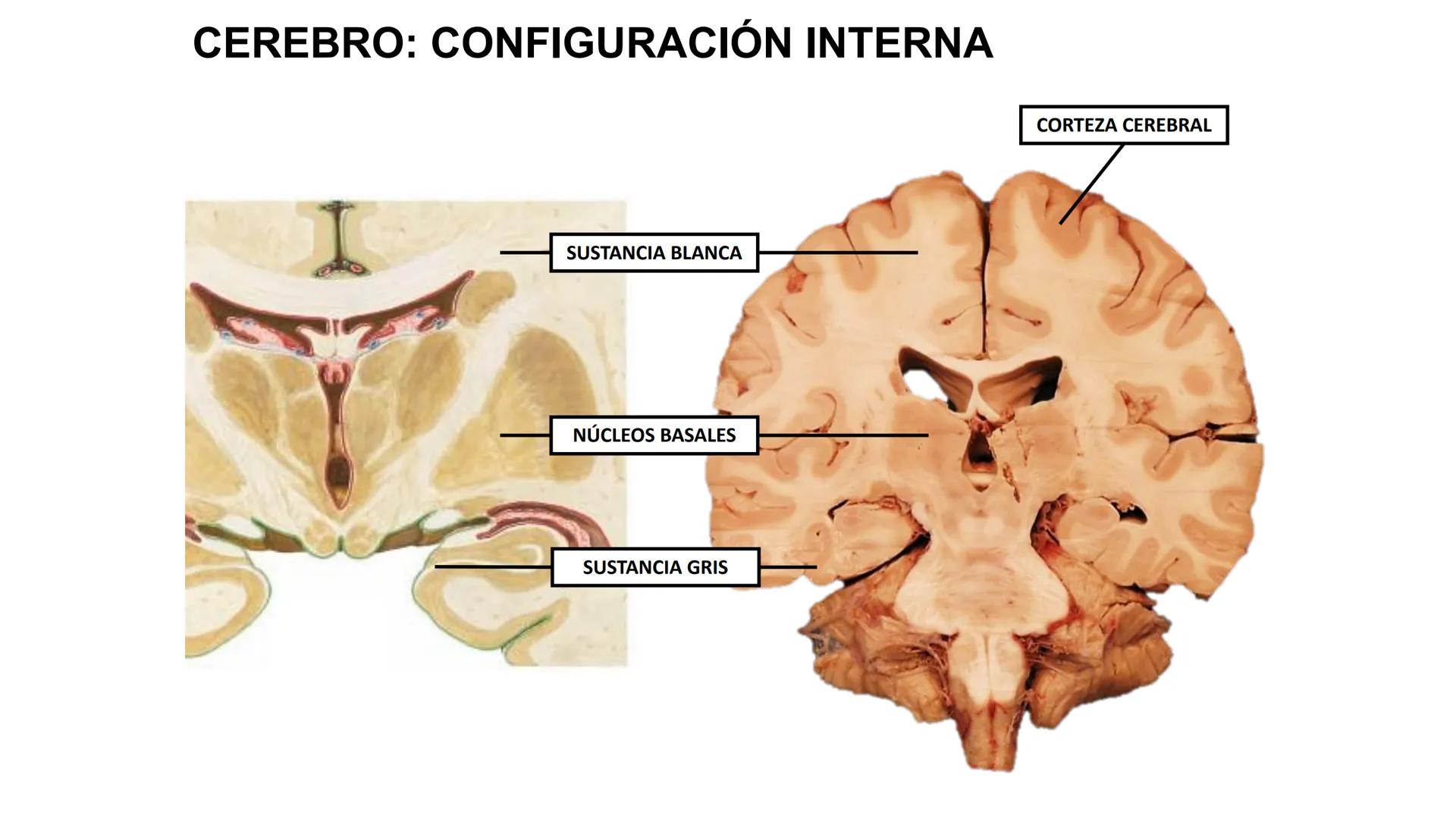 E
Universidad
Central
Facultad de Medicina
y Ciencias de la Salud
Neuroanatomía:
Encéfalo
configuración
interna y externa
Equipo Anatomía