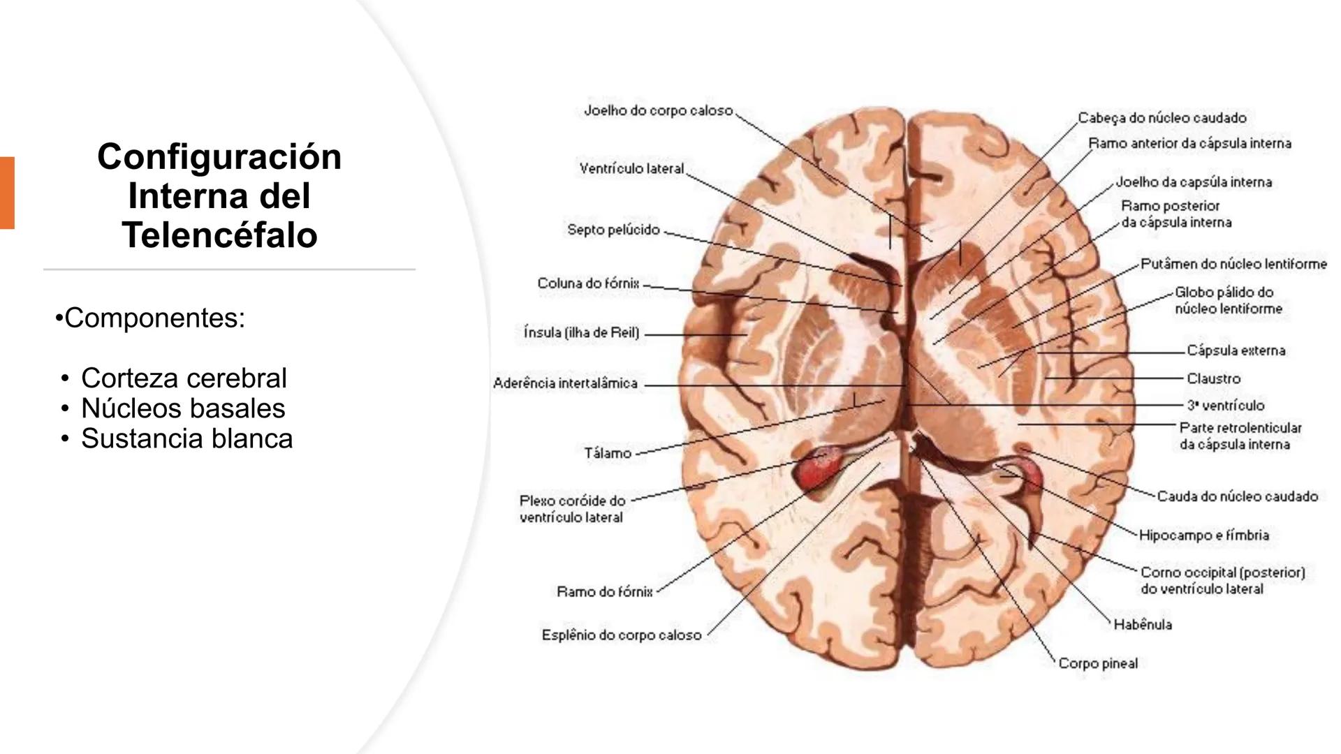 E
Universidad
Central
Facultad de Medicina
y Ciencias de la Salud
Neuroanatomía:
Encéfalo
configuración
interna y externa
Equipo Anatomía