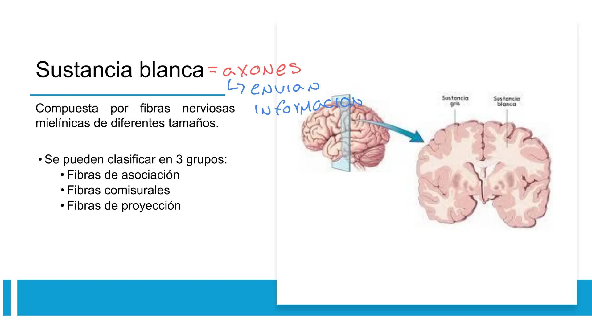 E
Universidad
Central
Facultad de Medicina
y Ciencias de la Salud
Neuroanatomía:
Encéfalo
configuración
interna y externa
Equipo Anatomía