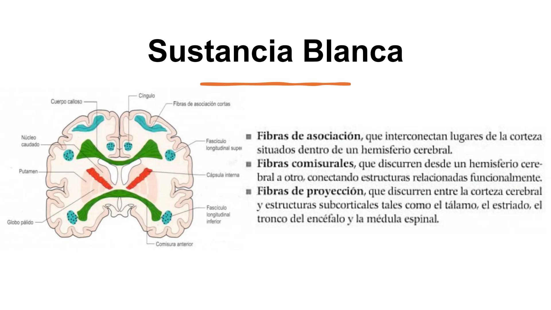 E
Universidad
Central
Facultad de Medicina
y Ciencias de la Salud
Neuroanatomía:
Encéfalo
configuración
interna y externa
Equipo Anatomía