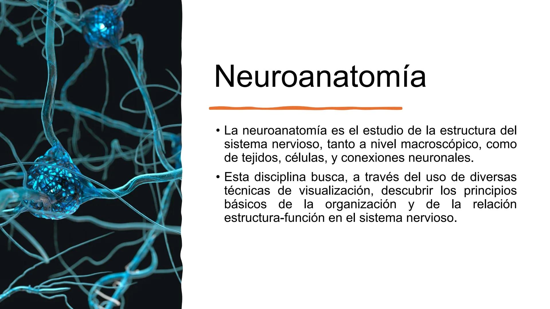 E
Universidad
Central
Facultad de Medicina
y Ciencias de la Salud
Neuroanatomía:
Encéfalo
configuración
interna y externa
Equipo Anatomía