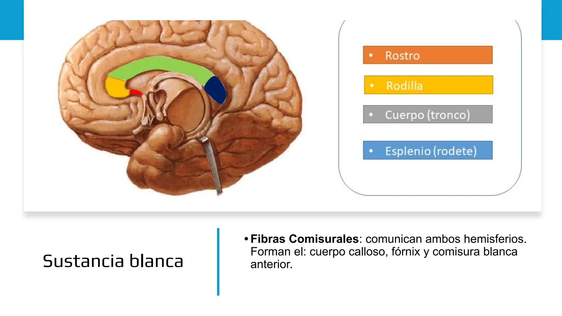 E
Universidad
Central
Facultad de Medicina
y Ciencias de la Salud
Neuroanatomía:
Encéfalo
configuración
interna y externa
Equipo Anatomía