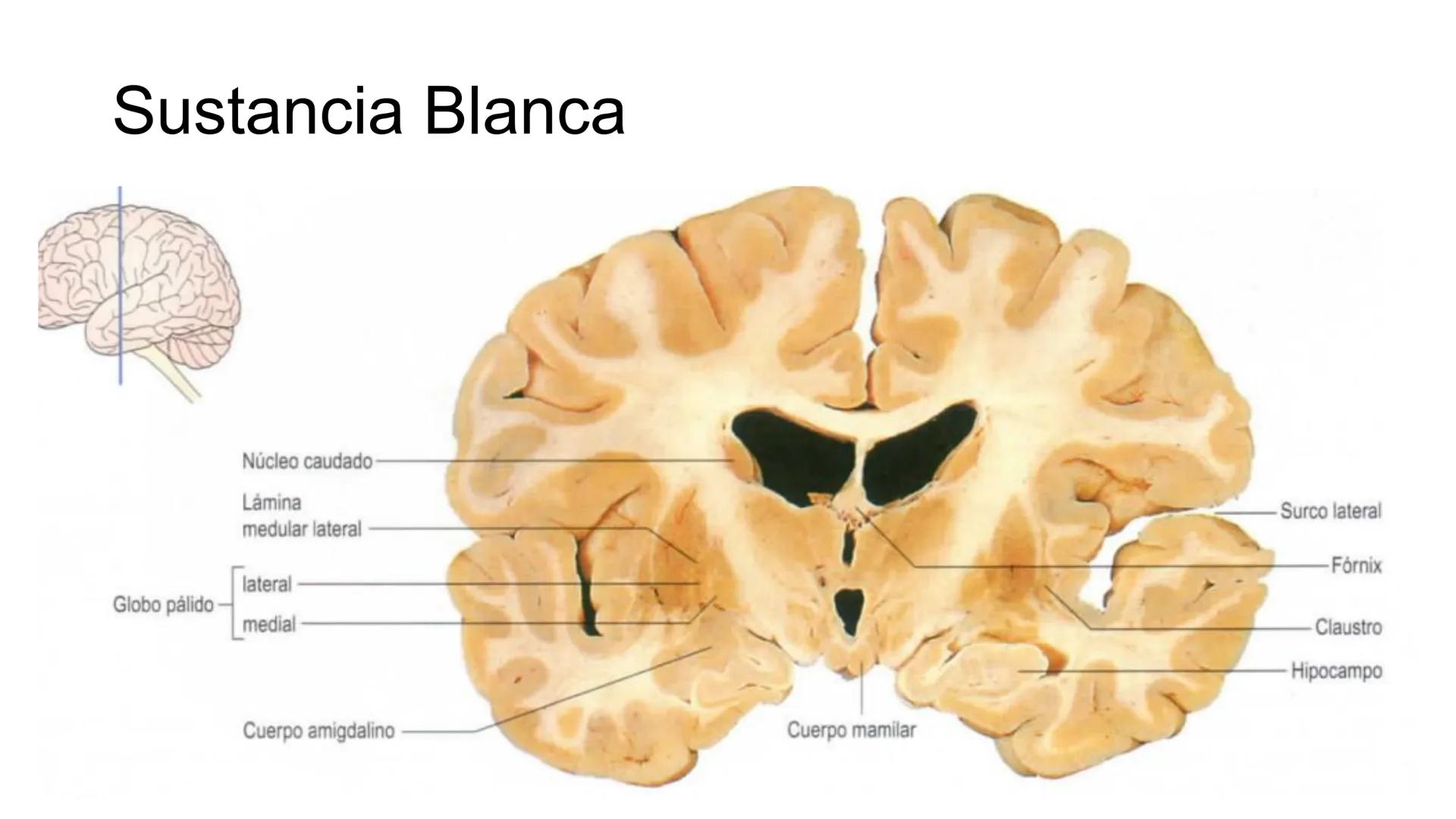 E
Universidad
Central
Facultad de Medicina
y Ciencias de la Salud
Neuroanatomía:
Encéfalo
configuración
interna y externa
Equipo Anatomía