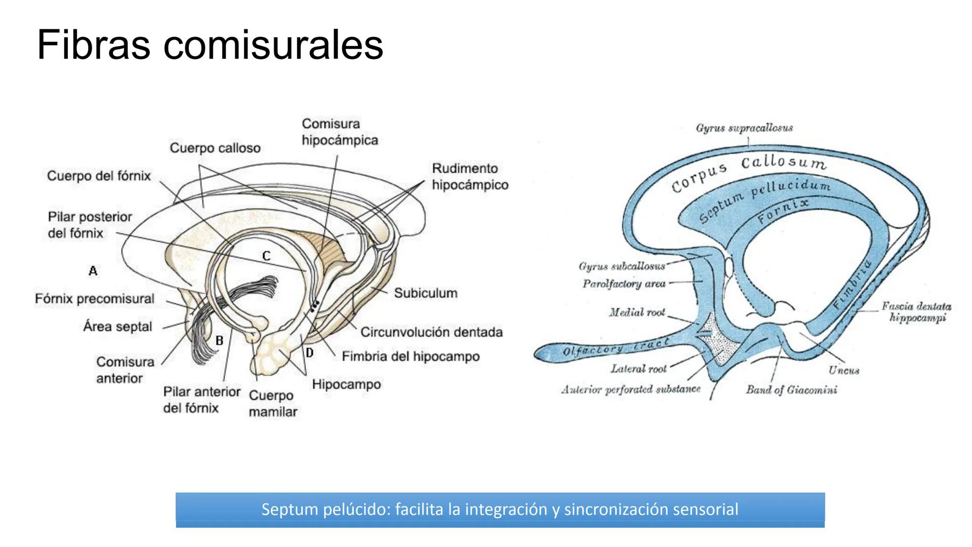 E
Universidad
Central
Facultad de Medicina
y Ciencias de la Salud
Neuroanatomía:
Encéfalo
configuración
interna y externa
Equipo Anatomía