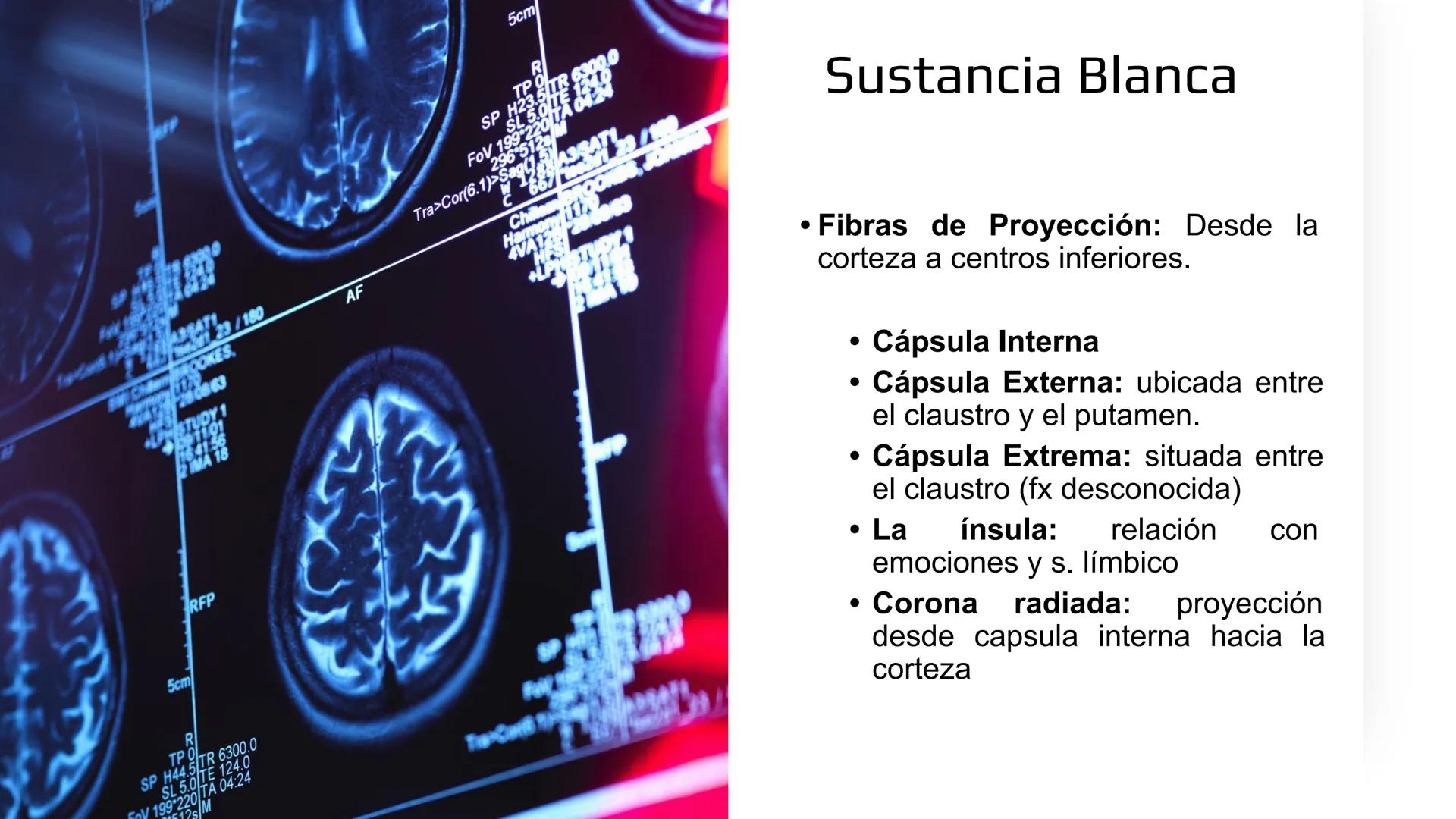 E
Universidad
Central
Facultad de Medicina
y Ciencias de la Salud
Neuroanatomía:
Encéfalo
configuración
interna y externa
Equipo Anatomía