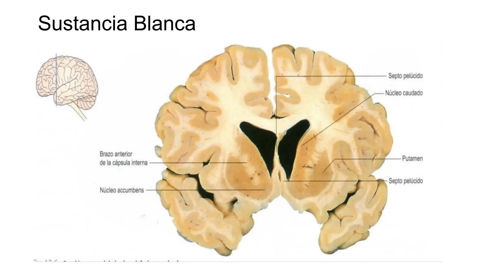 E
Universidad
Central
Facultad de Medicina
y Ciencias de la Salud
Neuroanatomía:
Encéfalo
configuración
interna y externa
Equipo Anatomía