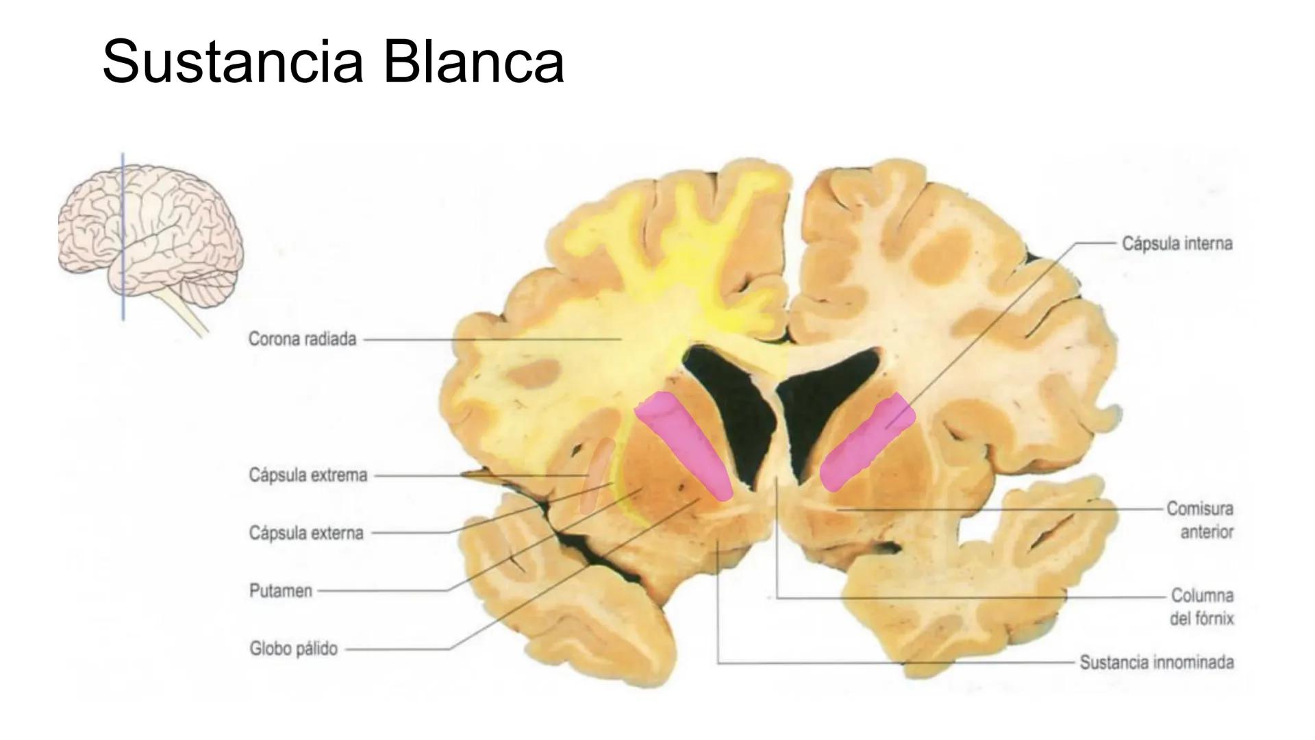 E
Universidad
Central
Facultad de Medicina
y Ciencias de la Salud
Neuroanatomía:
Encéfalo
configuración
interna y externa
Equipo Anatomía