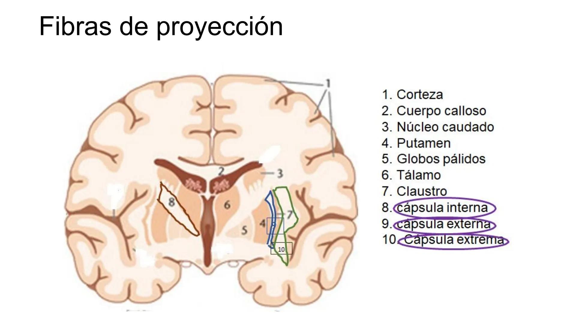 E
Universidad
Central
Facultad de Medicina
y Ciencias de la Salud
Neuroanatomía:
Encéfalo
configuración
interna y externa
Equipo Anatomía