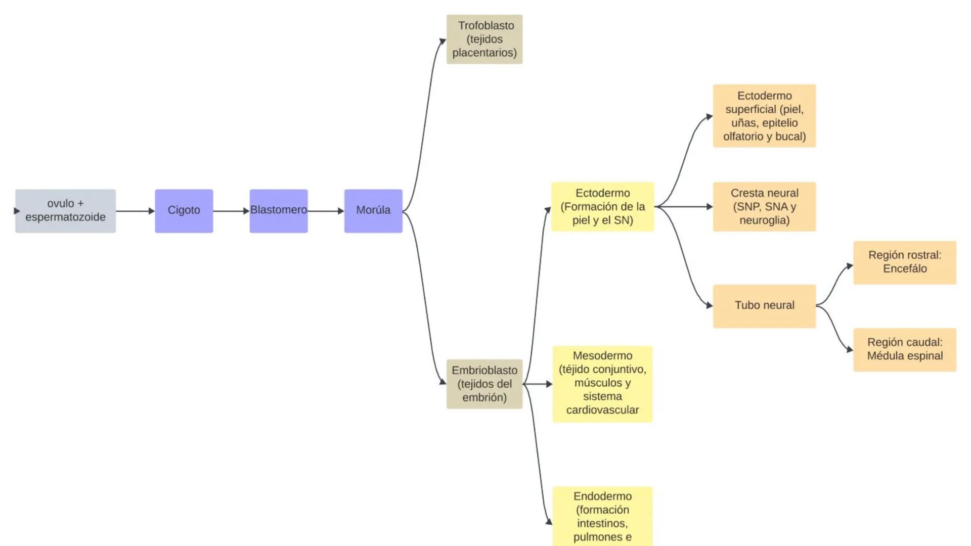 E
Universidad
Central
Facultad de Medicina
y Ciencias de la Salud
Neuroanatomía:
Encéfalo
configuración
interna y externa
Equipo Anatomía