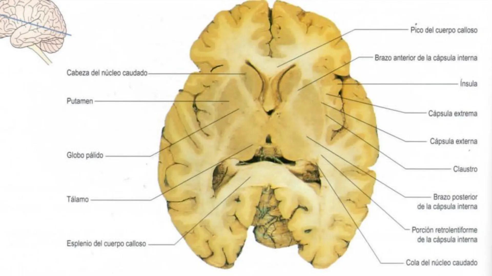 E
Universidad
Central
Facultad de Medicina
y Ciencias de la Salud
Neuroanatomía:
Encéfalo
configuración
interna y externa
Equipo Anatomía