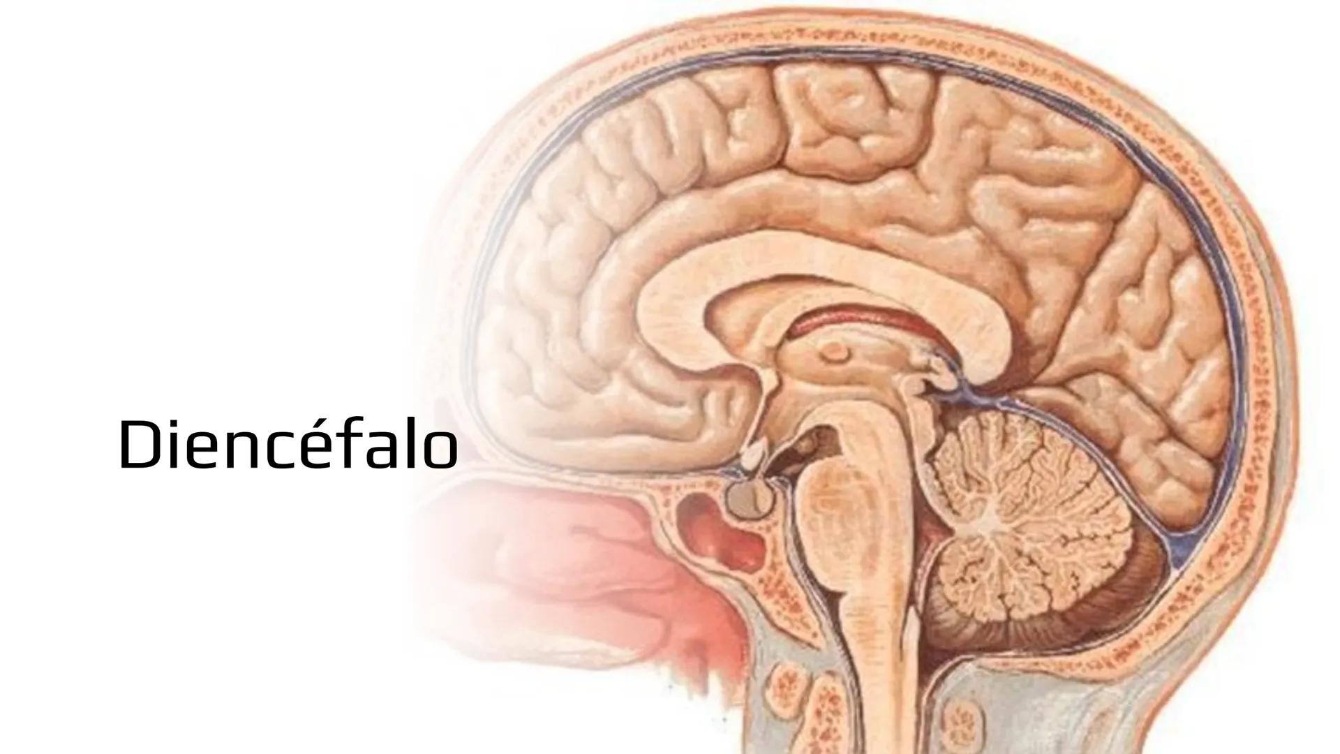 E
Universidad
Central
Facultad de Medicina
y Ciencias de la Salud
Neuroanatomía:
Encéfalo
configuración
interna y externa
Equipo Anatomía
