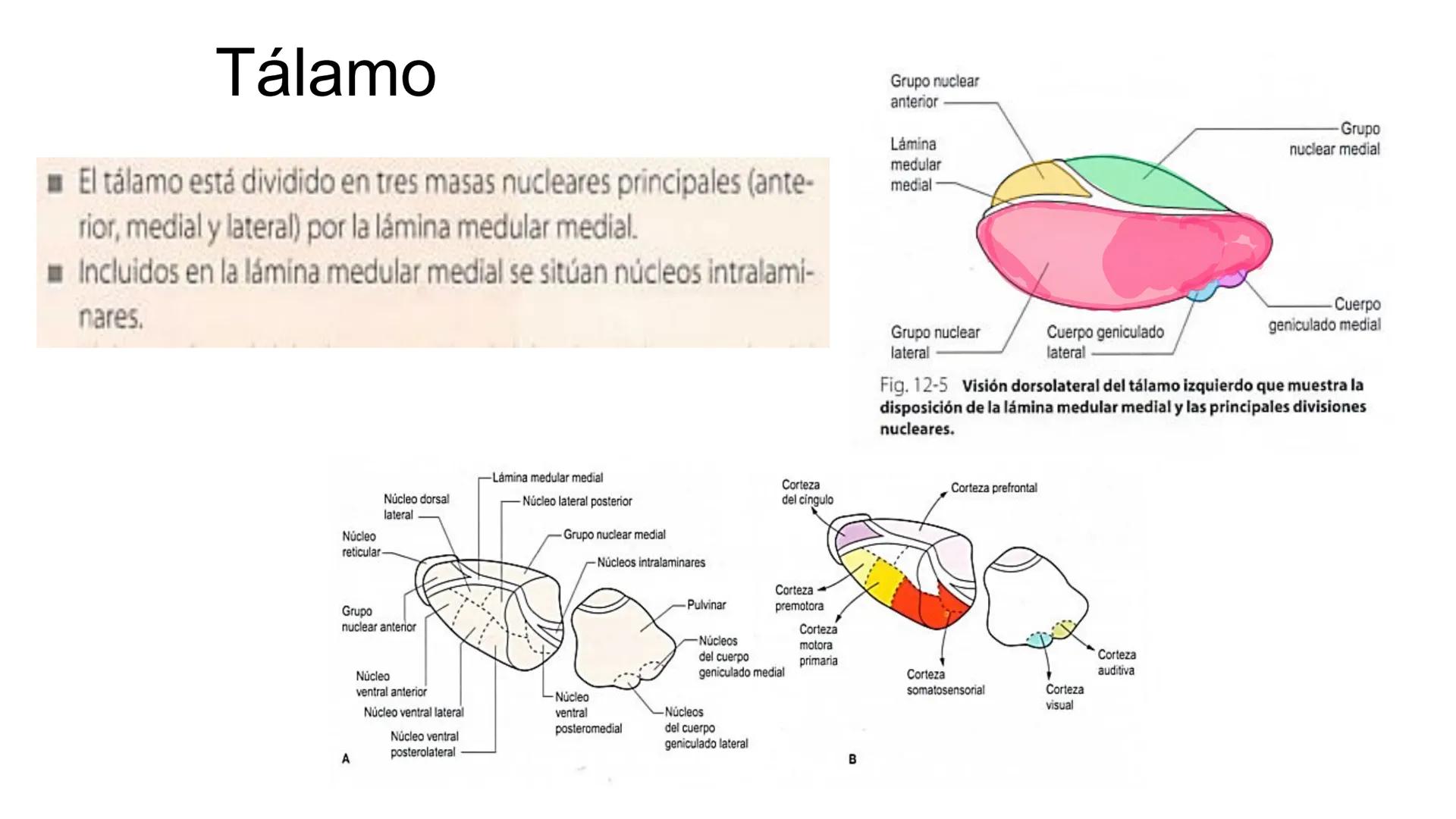 E
Universidad
Central
Facultad de Medicina
y Ciencias de la Salud
Neuroanatomía:
Encéfalo
configuración
interna y externa
Equipo Anatomía