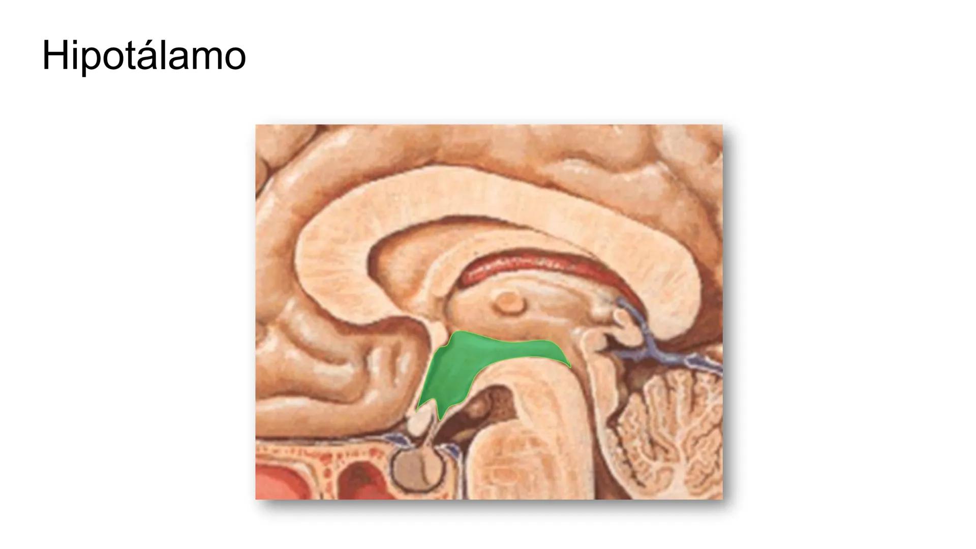 E
Universidad
Central
Facultad de Medicina
y Ciencias de la Salud
Neuroanatomía:
Encéfalo
configuración
interna y externa
Equipo Anatomía