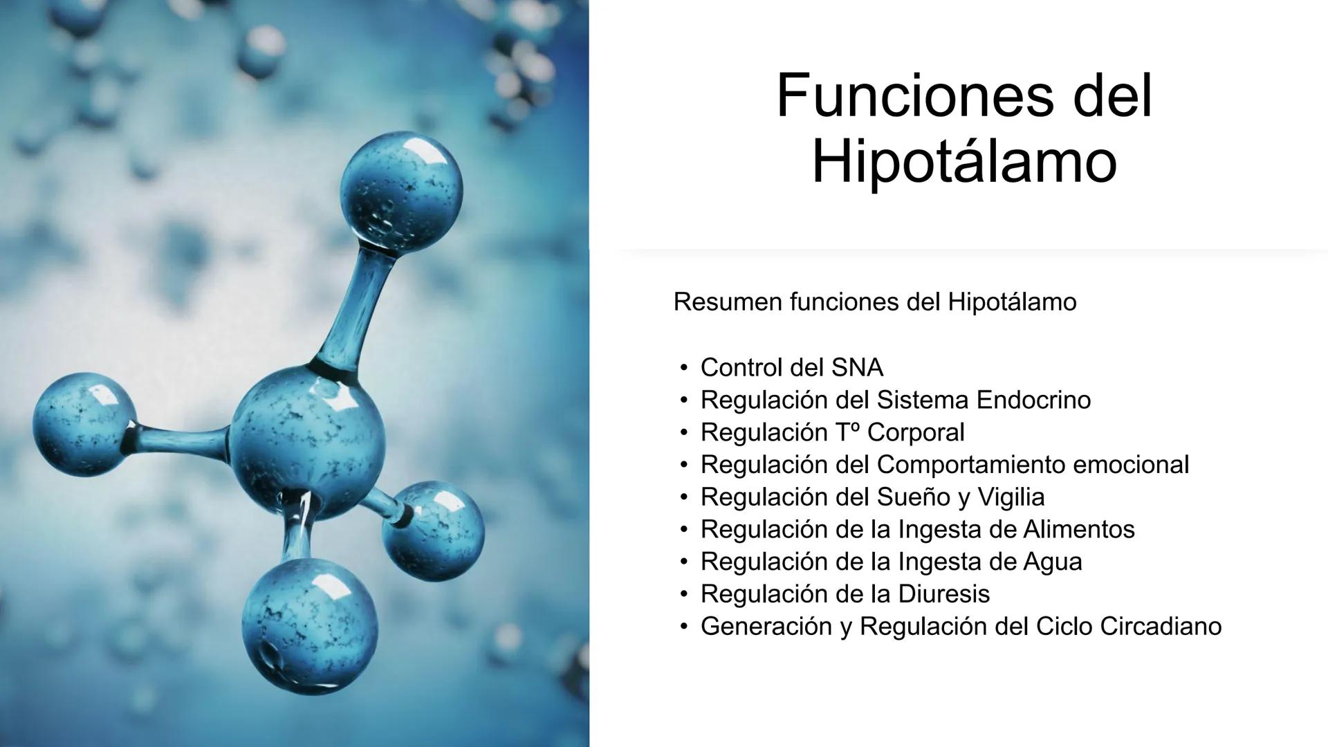 E
Universidad
Central
Facultad de Medicina
y Ciencias de la Salud
Neuroanatomía:
Encéfalo
configuración
interna y externa
Equipo Anatomía
