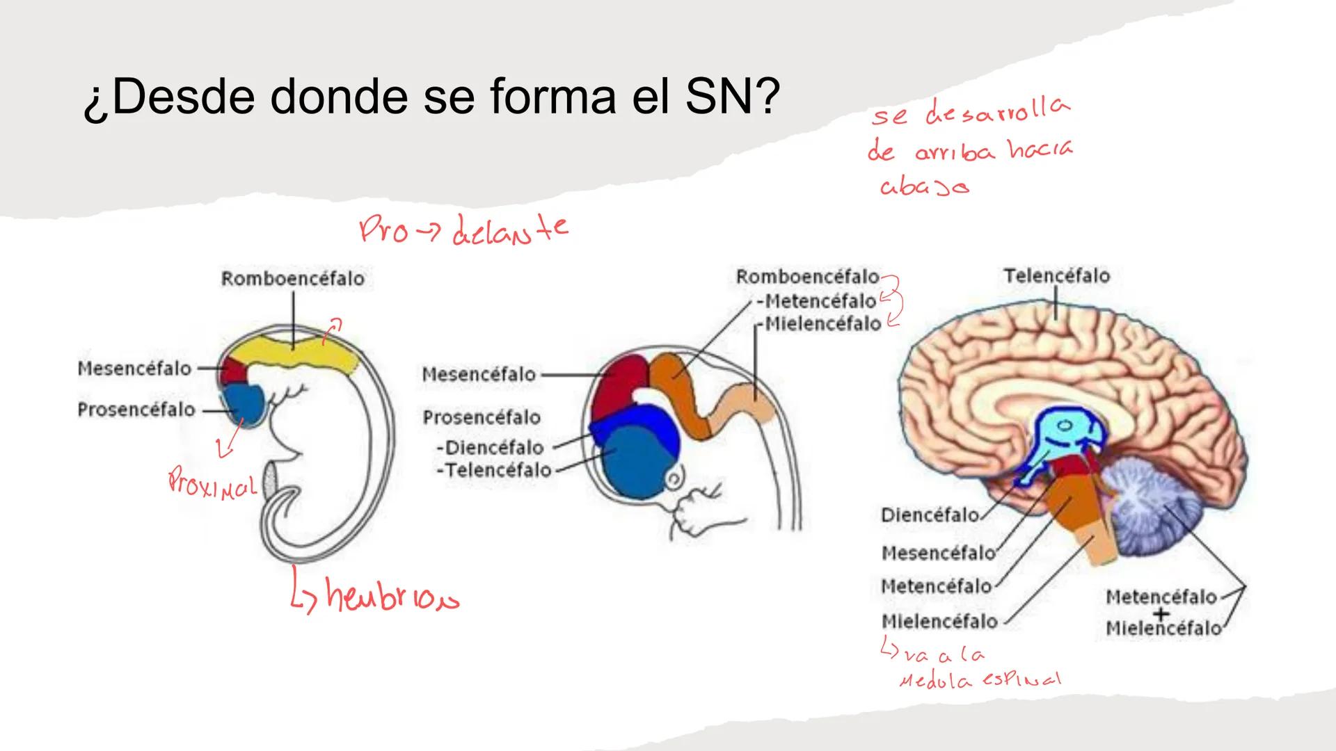 E
Universidad
Central
Facultad de Medicina
y Ciencias de la Salud
Neuroanatomía:
Encéfalo
configuración
interna y externa
Equipo Anatomía