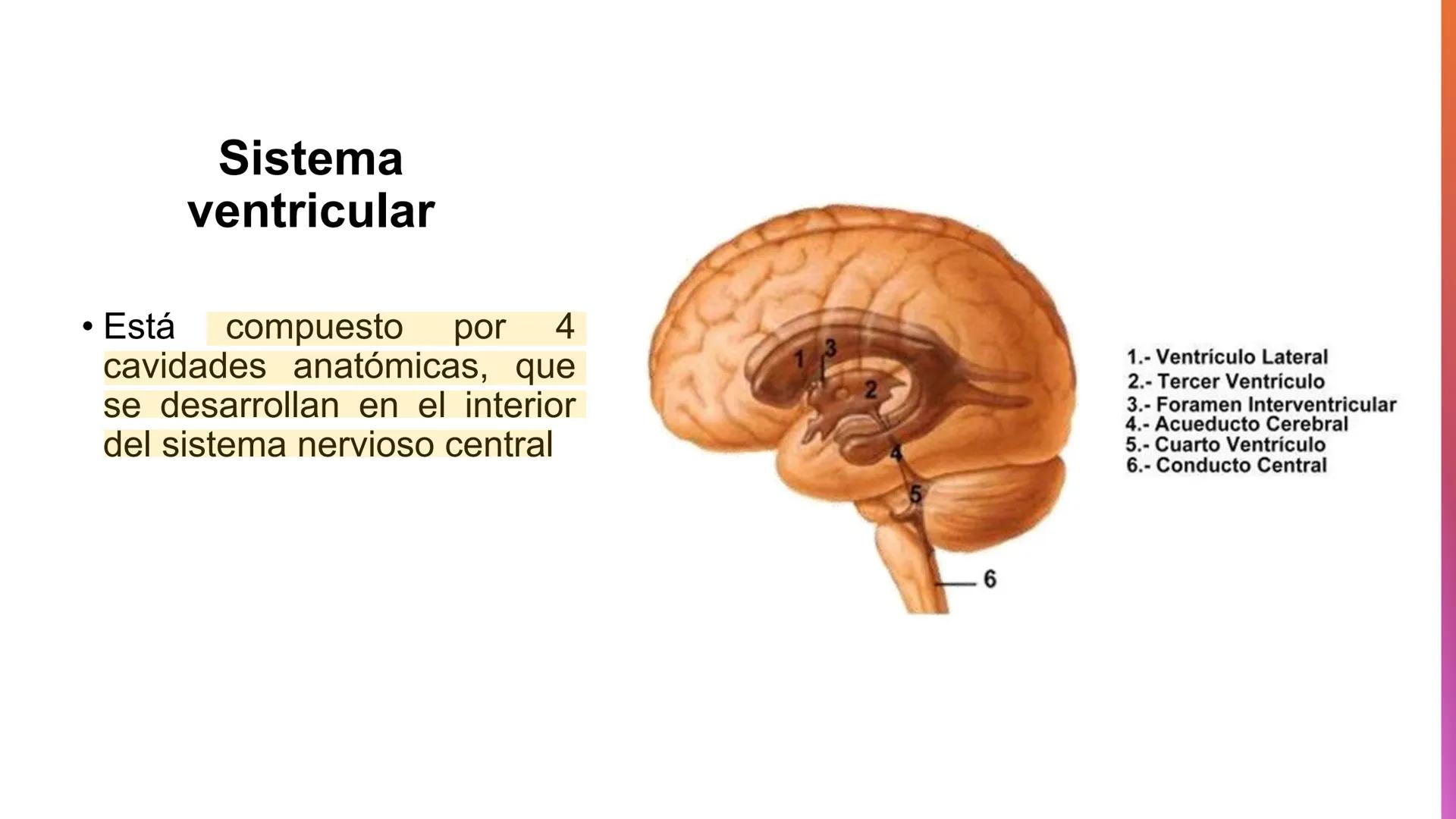 E
Universidad
Central
Facultad de Medicina
y Ciencias de la Salud
Neuroanatomía:
Encéfalo
configuración
interna y externa
Equipo Anatomía