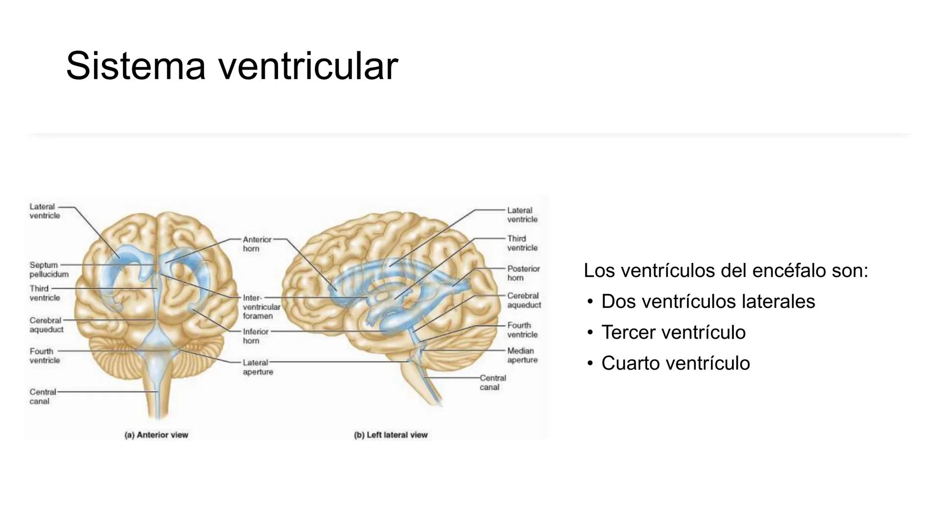 E
Universidad
Central
Facultad de Medicina
y Ciencias de la Salud
Neuroanatomía:
Encéfalo
configuración
interna y externa
Equipo Anatomía