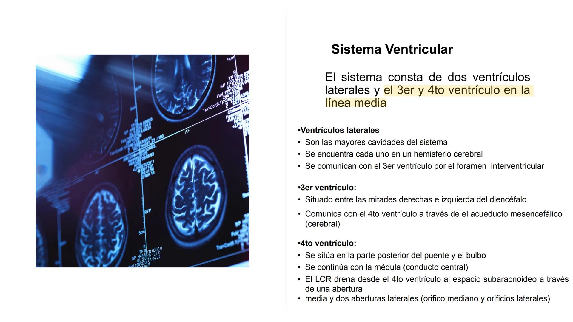 E
Universidad
Central
Facultad de Medicina
y Ciencias de la Salud
Neuroanatomía:
Encéfalo
configuración
interna y externa
Equipo Anatomía