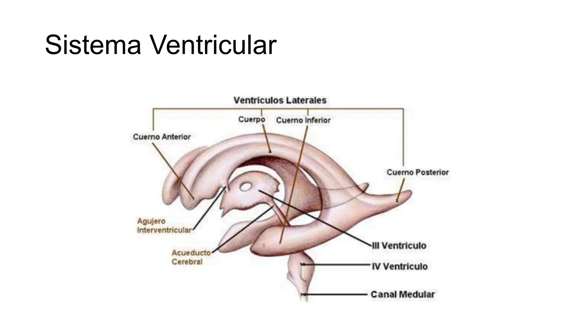E
Universidad
Central
Facultad de Medicina
y Ciencias de la Salud
Neuroanatomía:
Encéfalo
configuración
interna y externa
Equipo Anatomía