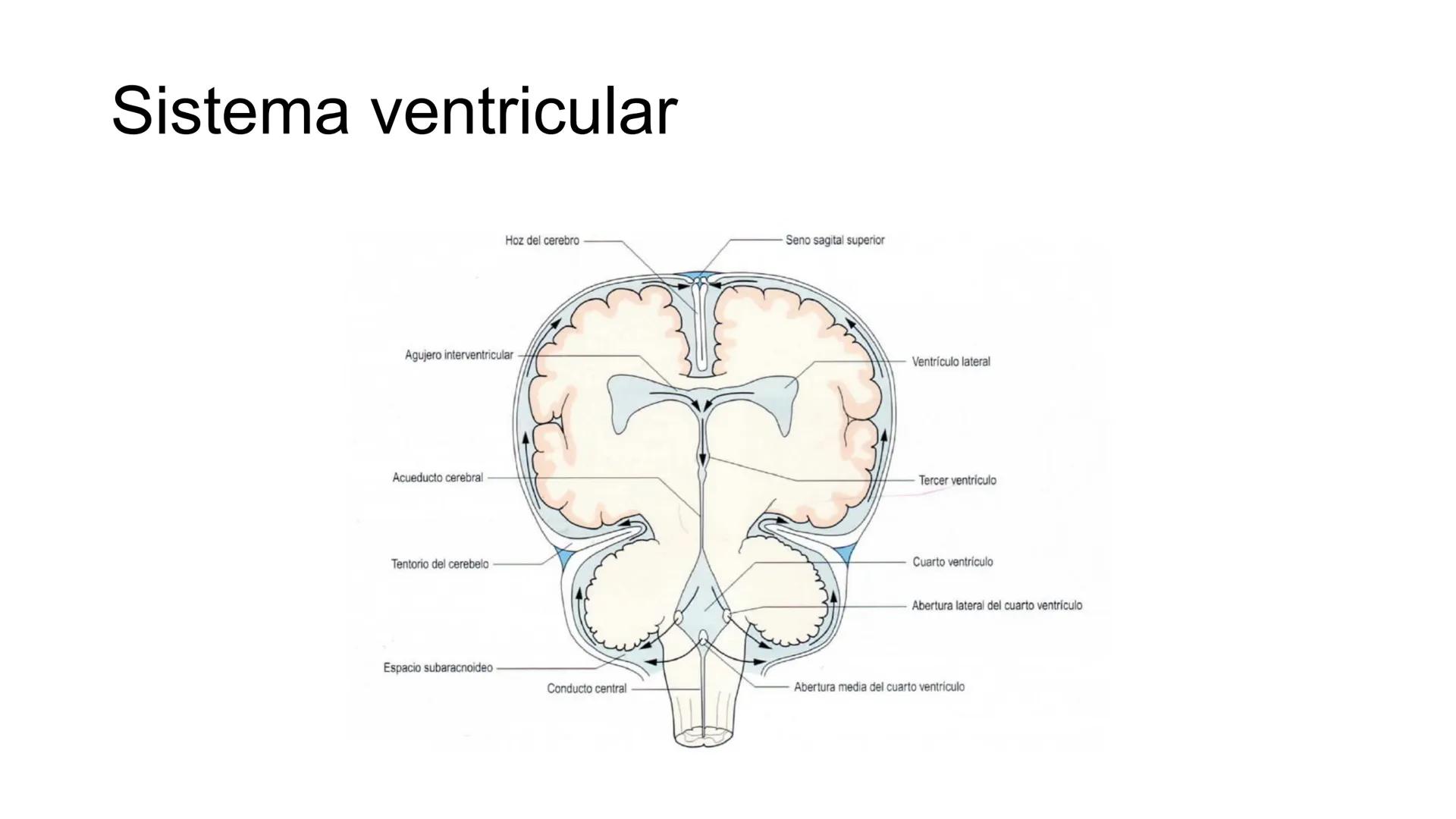 E
Universidad
Central
Facultad de Medicina
y Ciencias de la Salud
Neuroanatomía:
Encéfalo
configuración
interna y externa
Equipo Anatomía