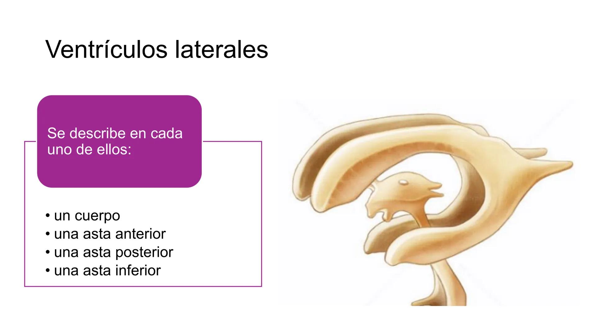 E
Universidad
Central
Facultad de Medicina
y Ciencias de la Salud
Neuroanatomía:
Encéfalo
configuración
interna y externa
Equipo Anatomía