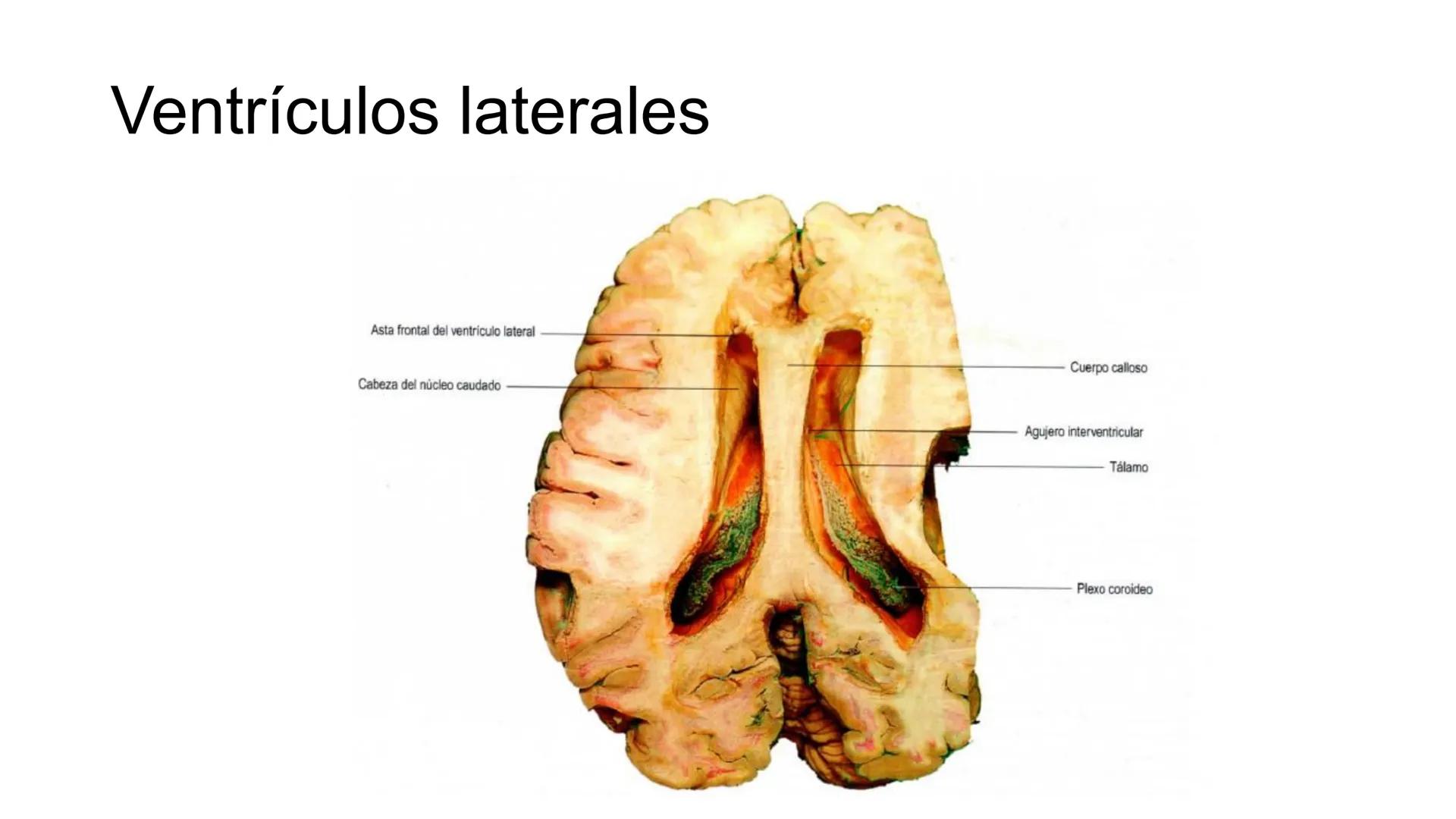 E
Universidad
Central
Facultad de Medicina
y Ciencias de la Salud
Neuroanatomía:
Encéfalo
configuración
interna y externa
Equipo Anatomía