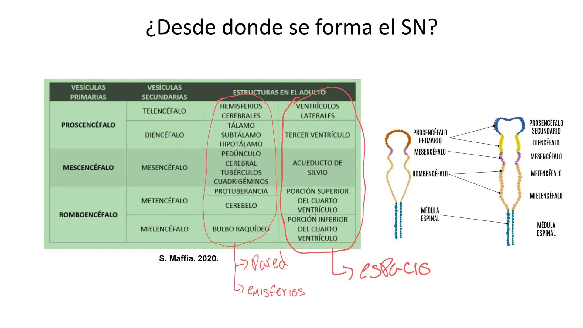 E
Universidad
Central
Facultad de Medicina
y Ciencias de la Salud
Neuroanatomía:
Encéfalo
configuración
interna y externa
Equipo Anatomía