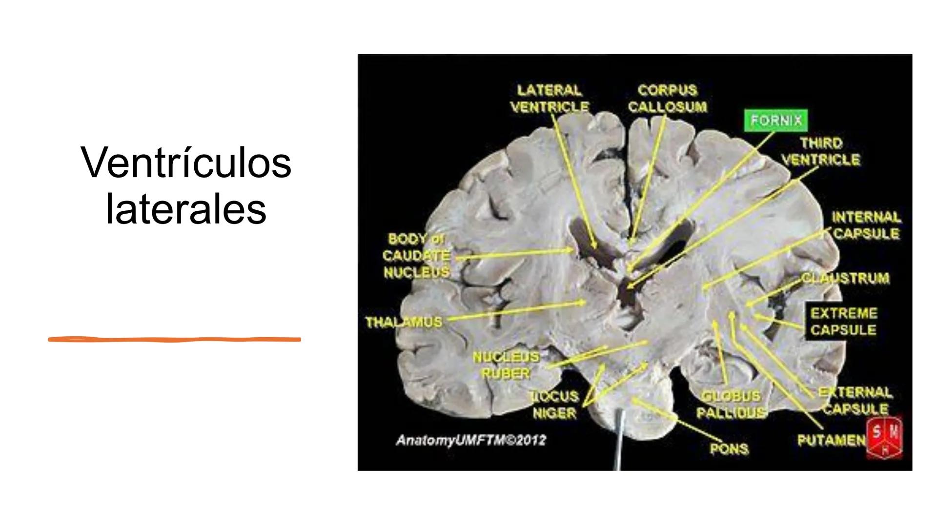 E
Universidad
Central
Facultad de Medicina
y Ciencias de la Salud
Neuroanatomía:
Encéfalo
configuración
interna y externa
Equipo Anatomía