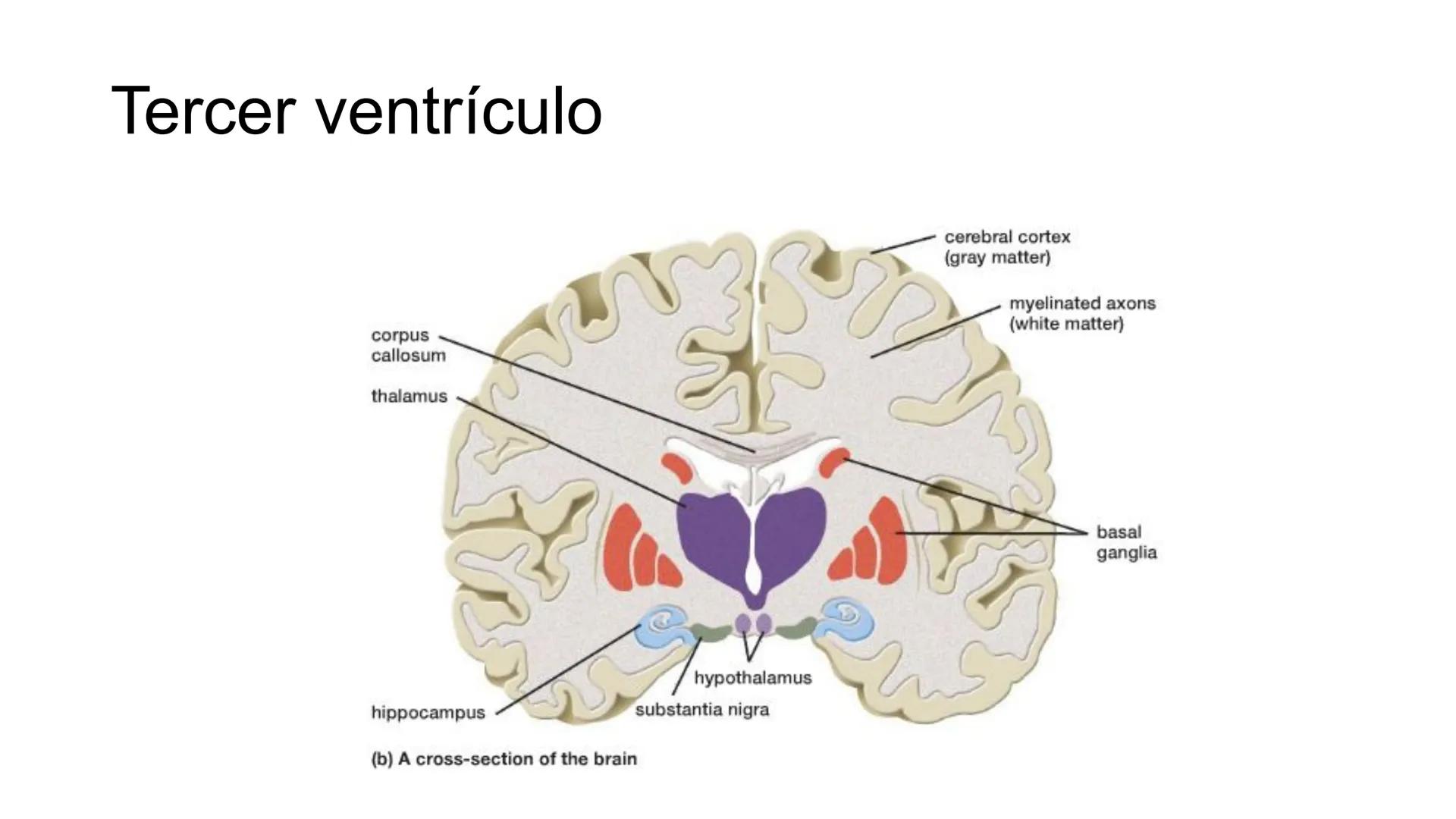 E
Universidad
Central
Facultad de Medicina
y Ciencias de la Salud
Neuroanatomía:
Encéfalo
configuración
interna y externa
Equipo Anatomía