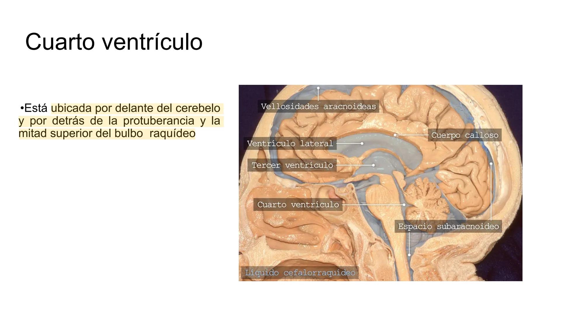 E
Universidad
Central
Facultad de Medicina
y Ciencias de la Salud
Neuroanatomía:
Encéfalo
configuración
interna y externa
Equipo Anatomía