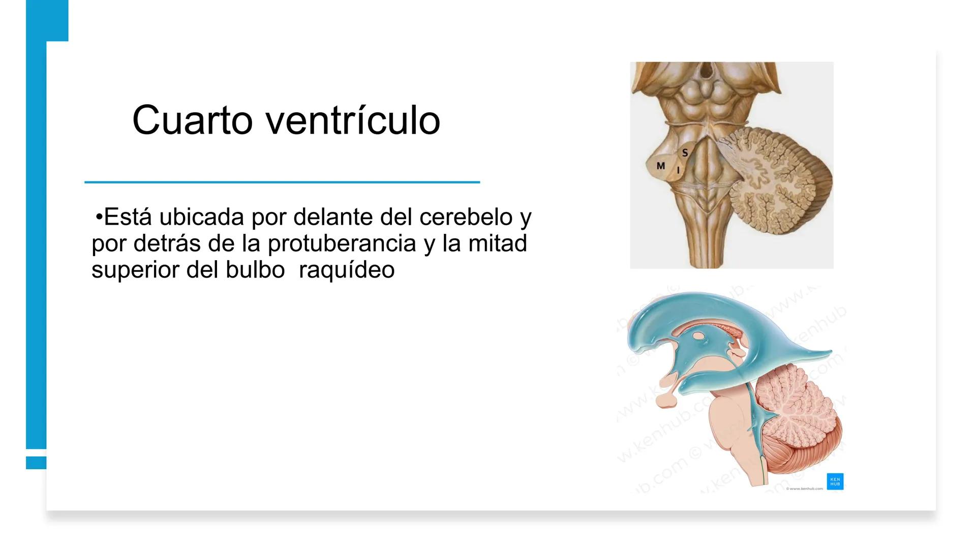E
Universidad
Central
Facultad de Medicina
y Ciencias de la Salud
Neuroanatomía:
Encéfalo
configuración
interna y externa
Equipo Anatomía