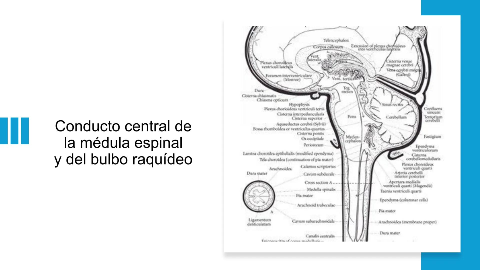 E
Universidad
Central
Facultad de Medicina
y Ciencias de la Salud
Neuroanatomía:
Encéfalo
configuración
interna y externa
Equipo Anatomía