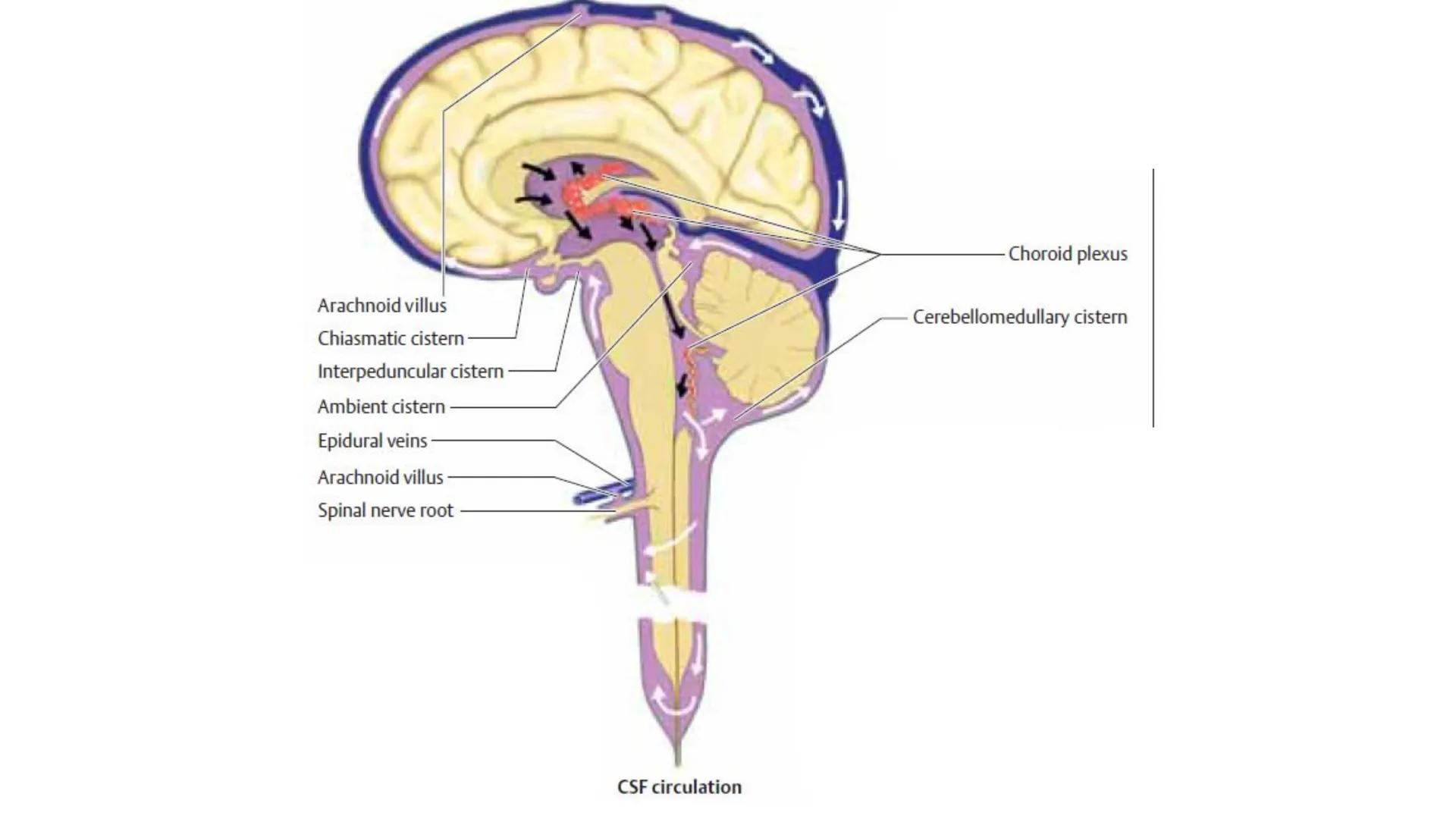 E
Universidad
Central
Facultad de Medicina
y Ciencias de la Salud
Neuroanatomía:
Encéfalo
configuración
interna y externa
Equipo Anatomía