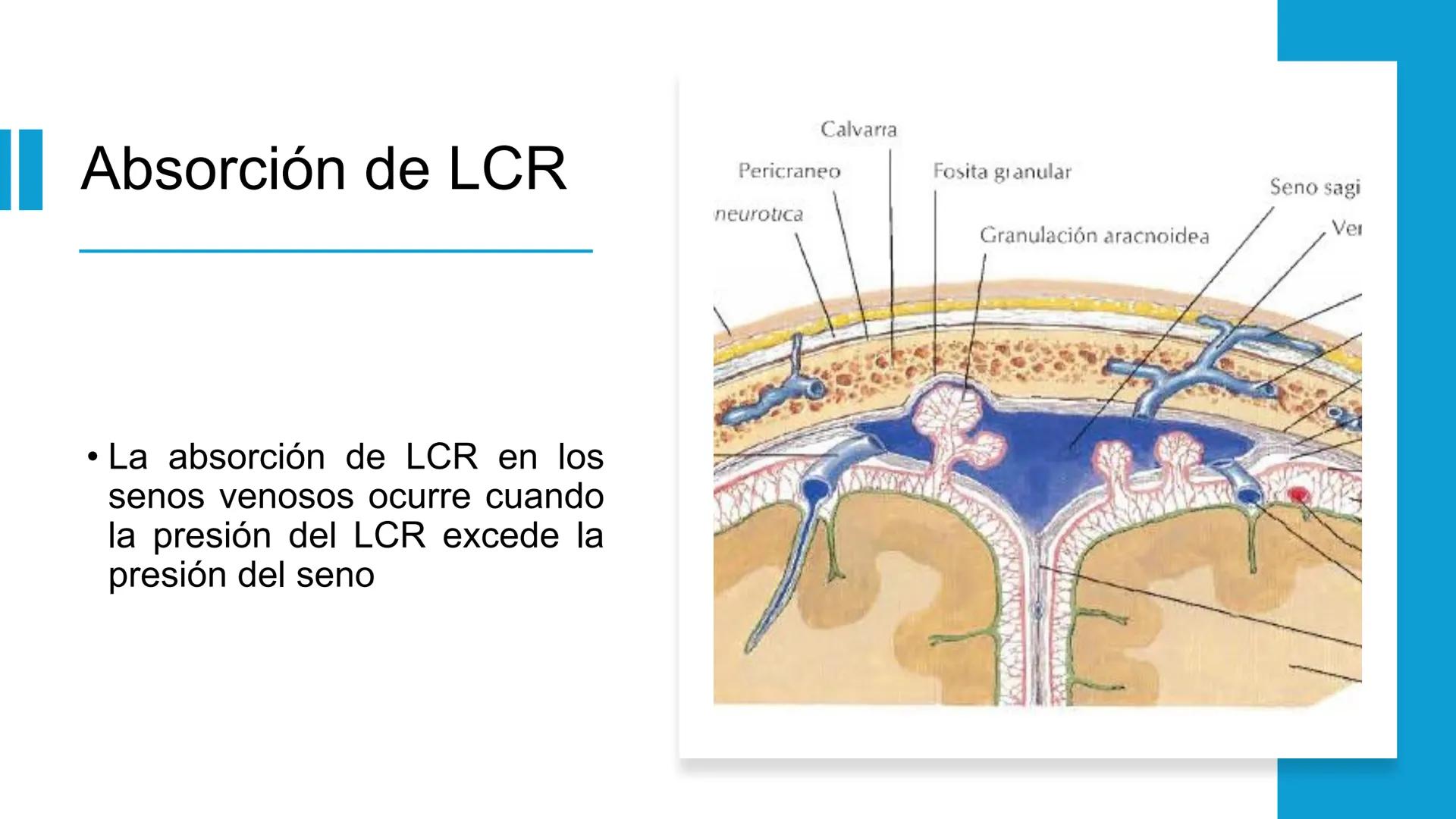 E
Universidad
Central
Facultad de Medicina
y Ciencias de la Salud
Neuroanatomía:
Encéfalo
configuración
interna y externa
Equipo Anatomía
